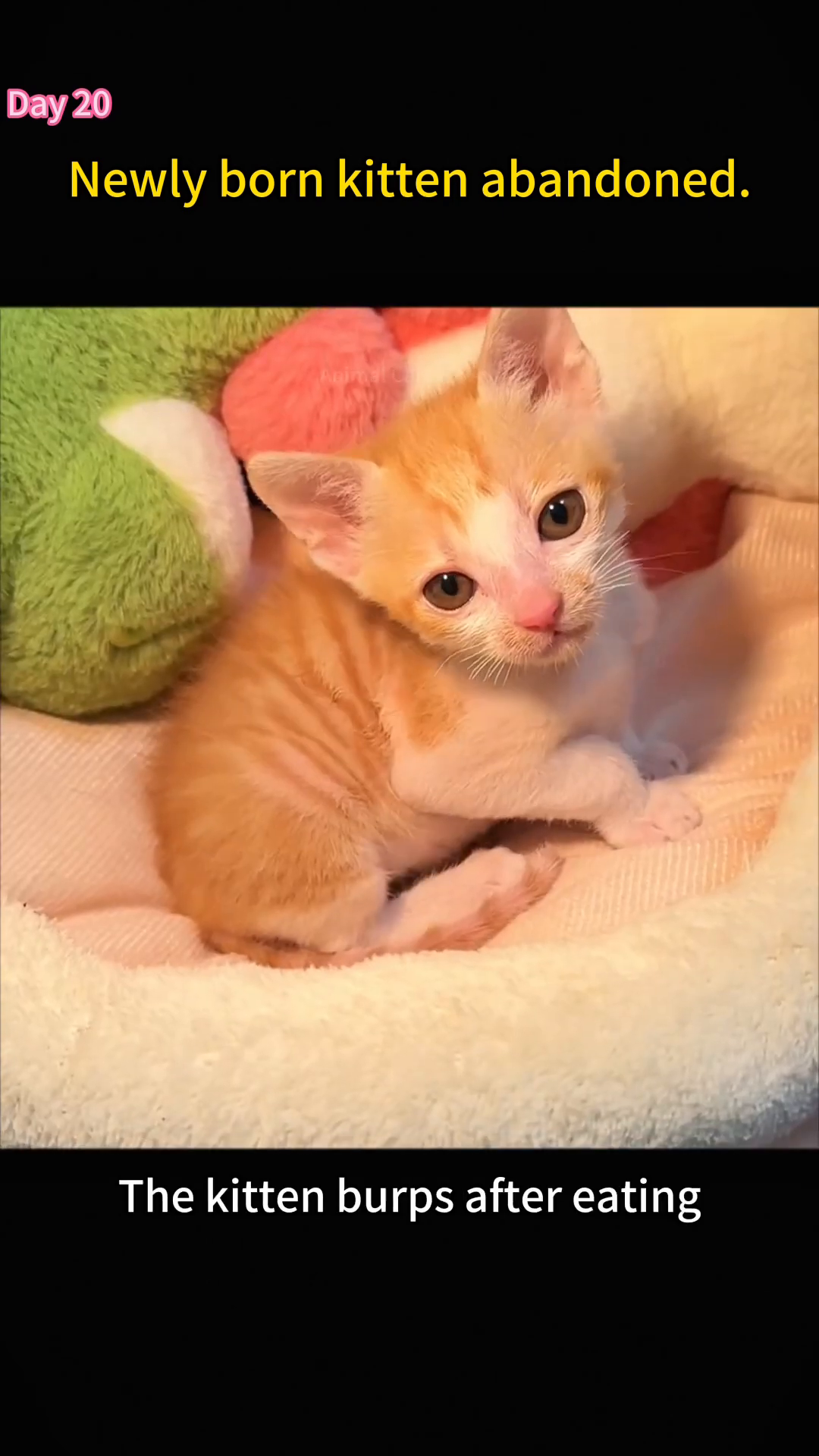 A small orange and white kitten sits up, looking alert and healthy, with bright eyes.