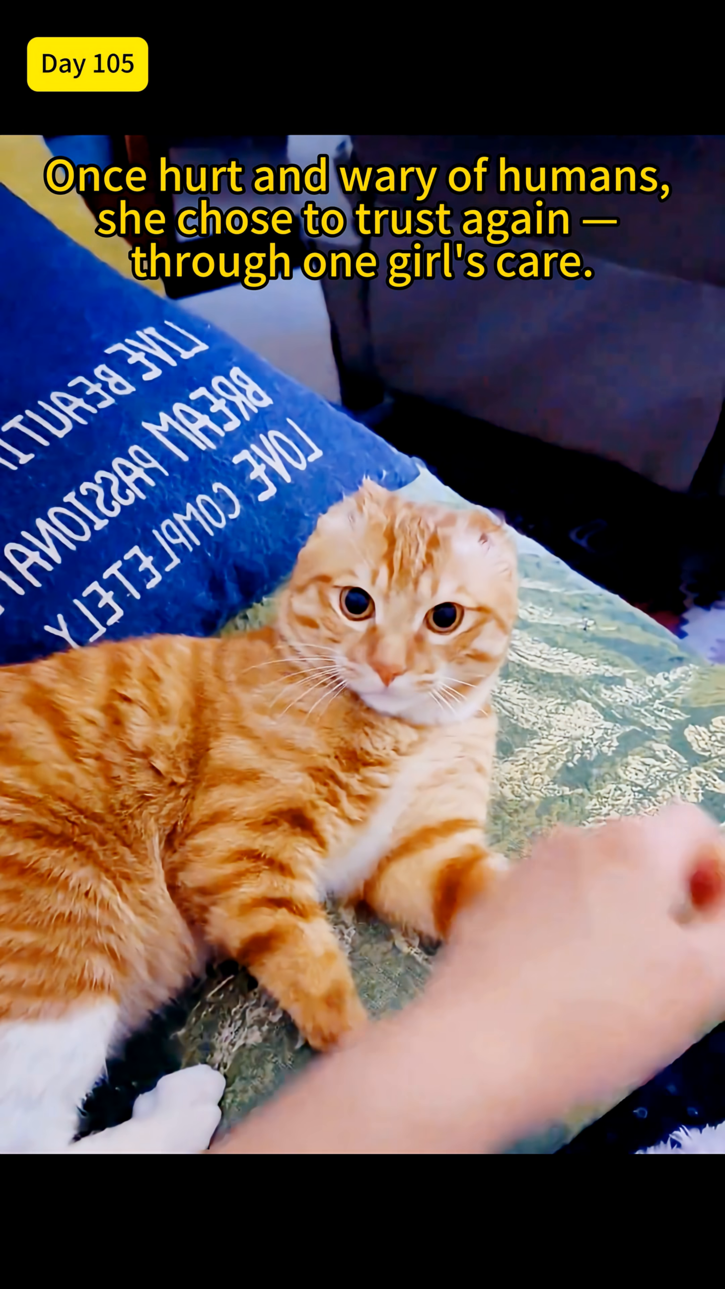 A healthy, ginger tabby cat with bright eyes lies on a patterned blanket, playfully batting at a hand reaching out to pet it.