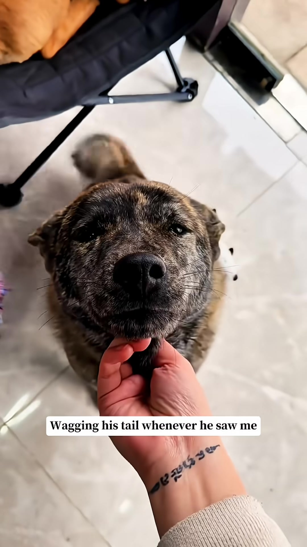 A dog is happily wagging its tail and looking up at a person.