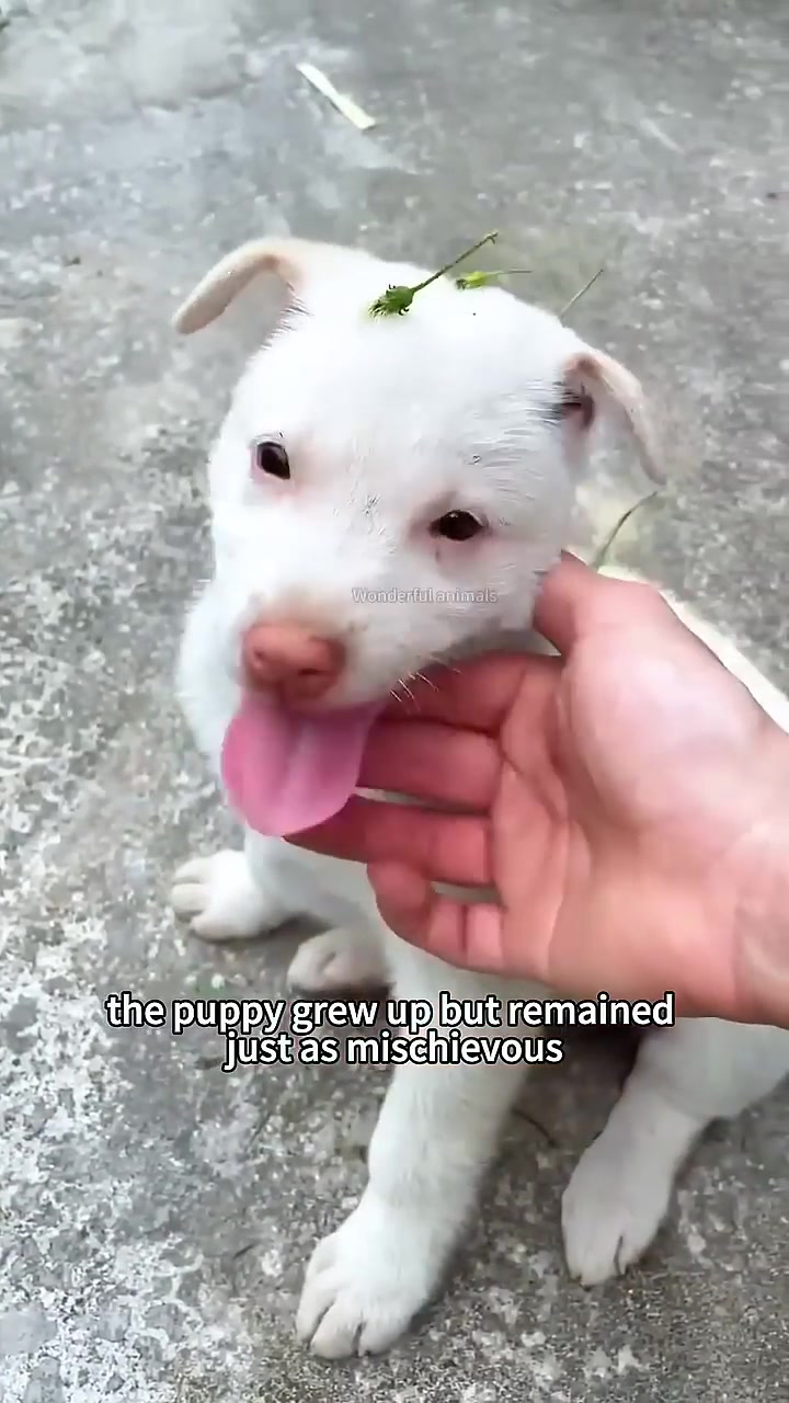 A white dog playfully tugs on a stick held by a person's hand.