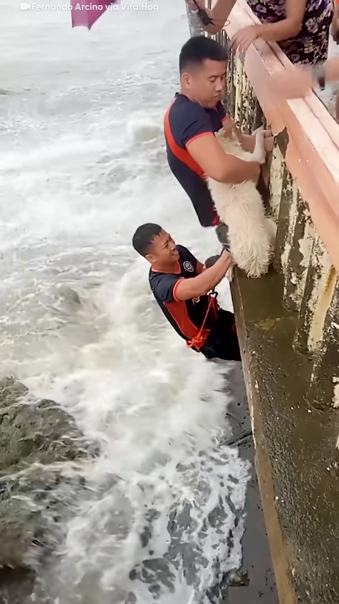 Two rescuers work together to lift the dog to safety onto the wall.