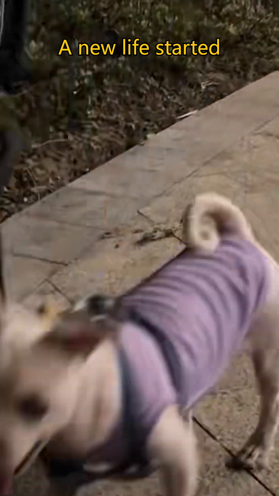 A small white dog wearing a purple shirt and a harness runs happily on a leash in a grassy area.