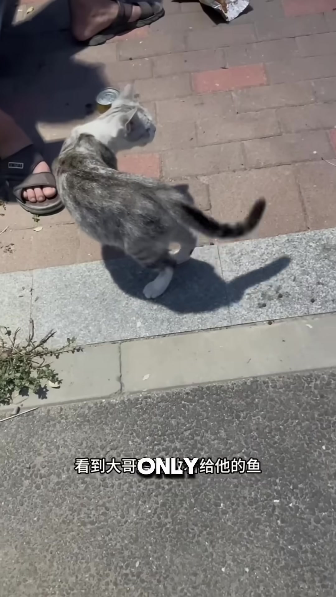 A man smiling as he watches a cat being taken away by a new owner.