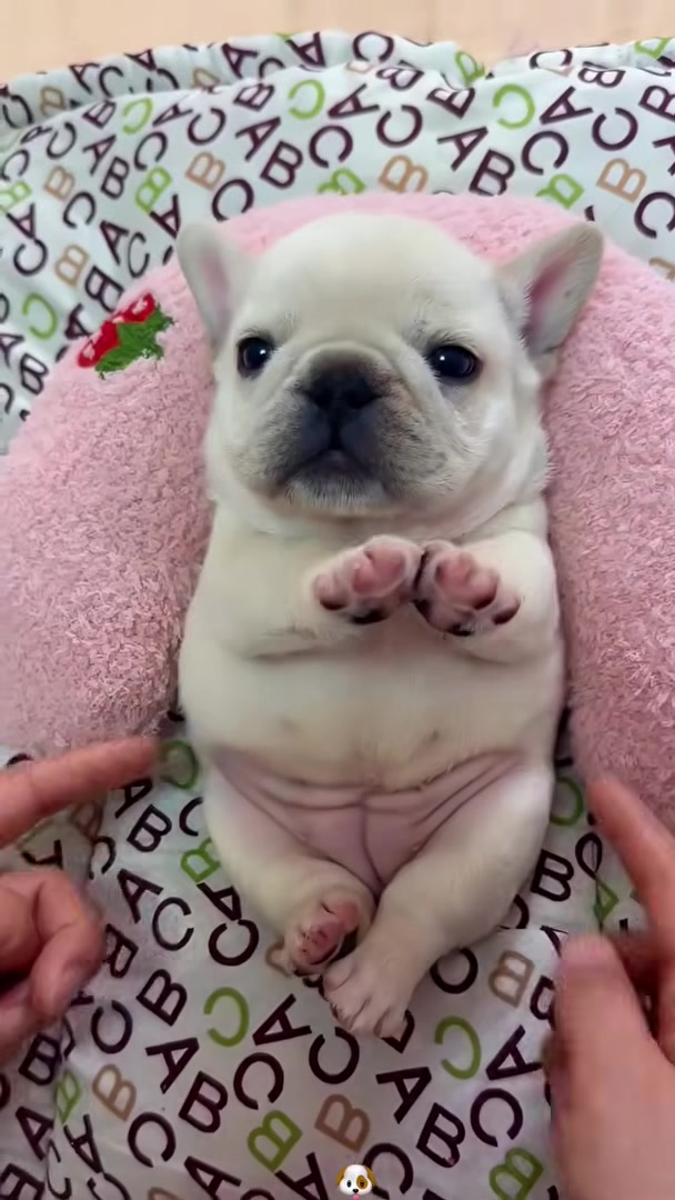 A cute puppy lying on its back, being gently petted, looking safe and loved.