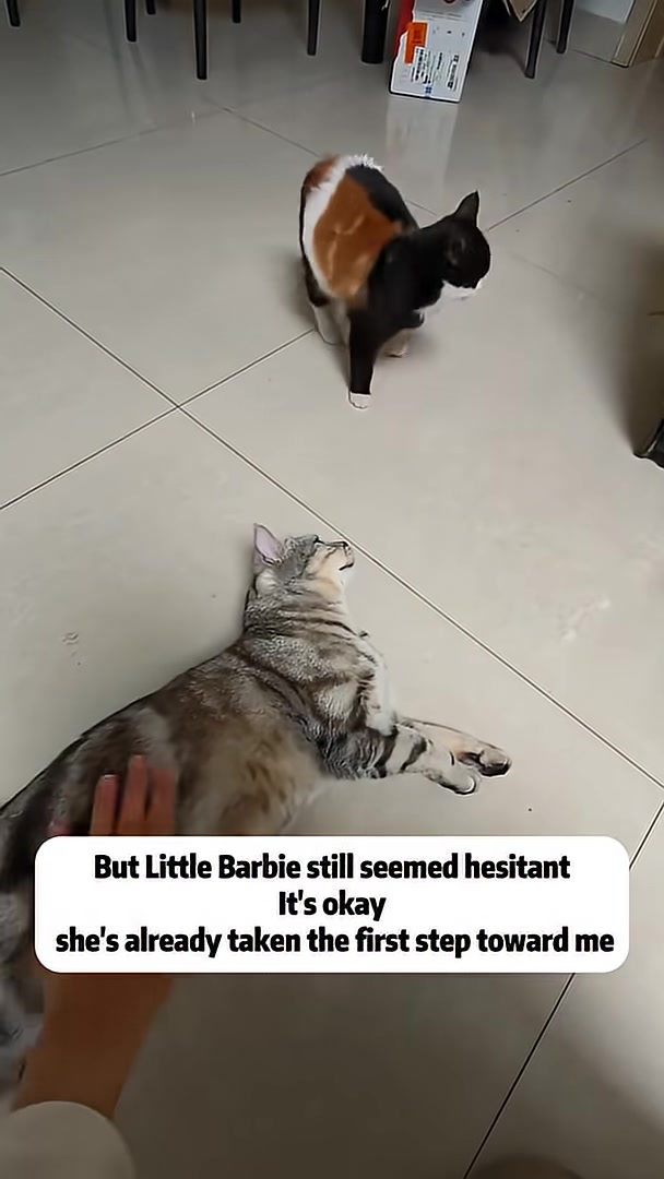 A calico kitten walks across a tiled floor towards the camera, looking more relaxed.
