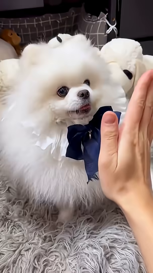 A fluffy white dog with a blue bow tie eats ice cream from a spoon.