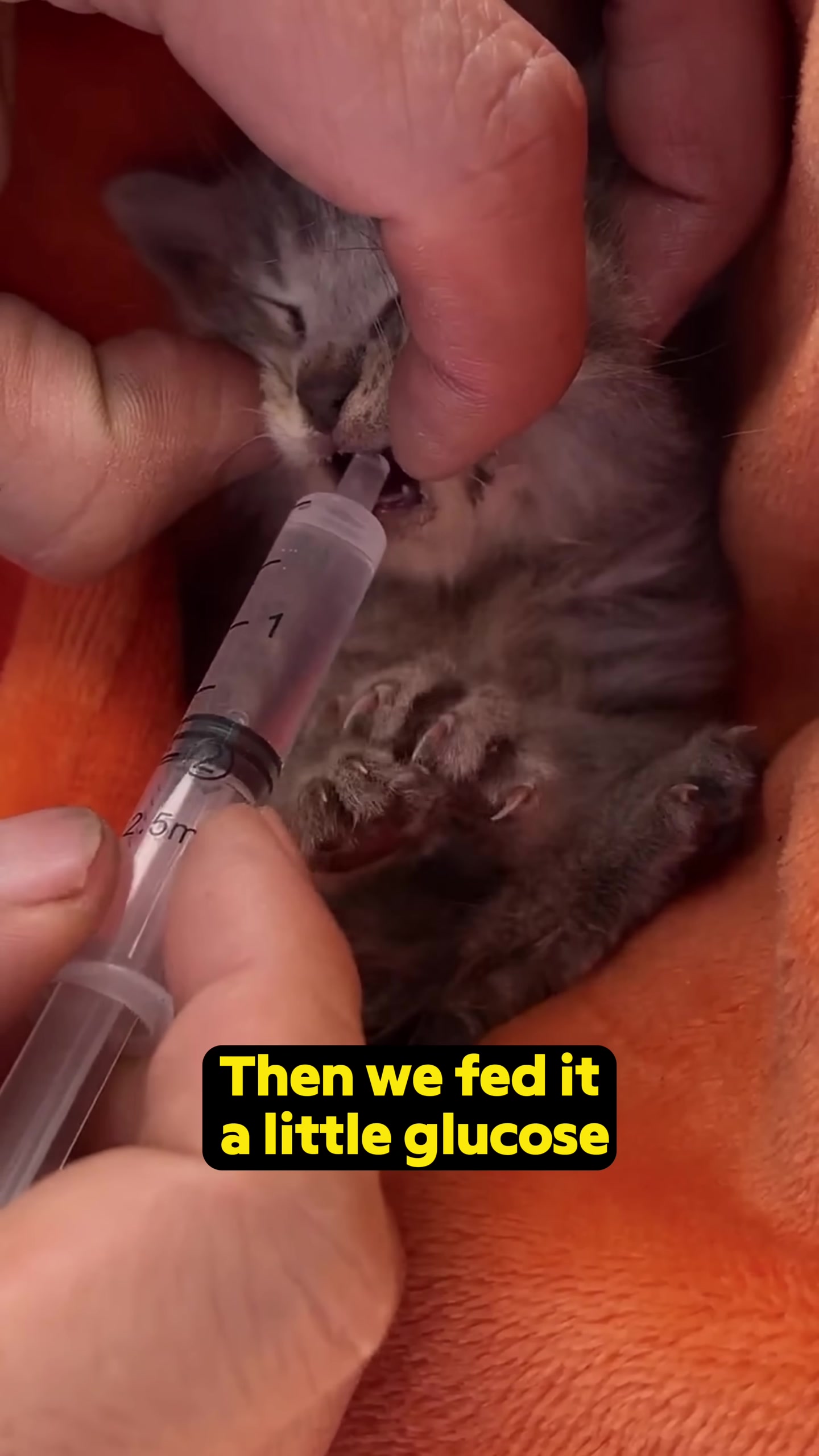 The kitten being fed with a syringe, looking weak but accepting nourishment.