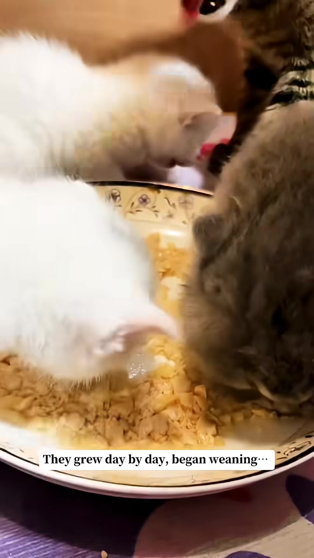 A tabby cat looks lovingly at a kitten.