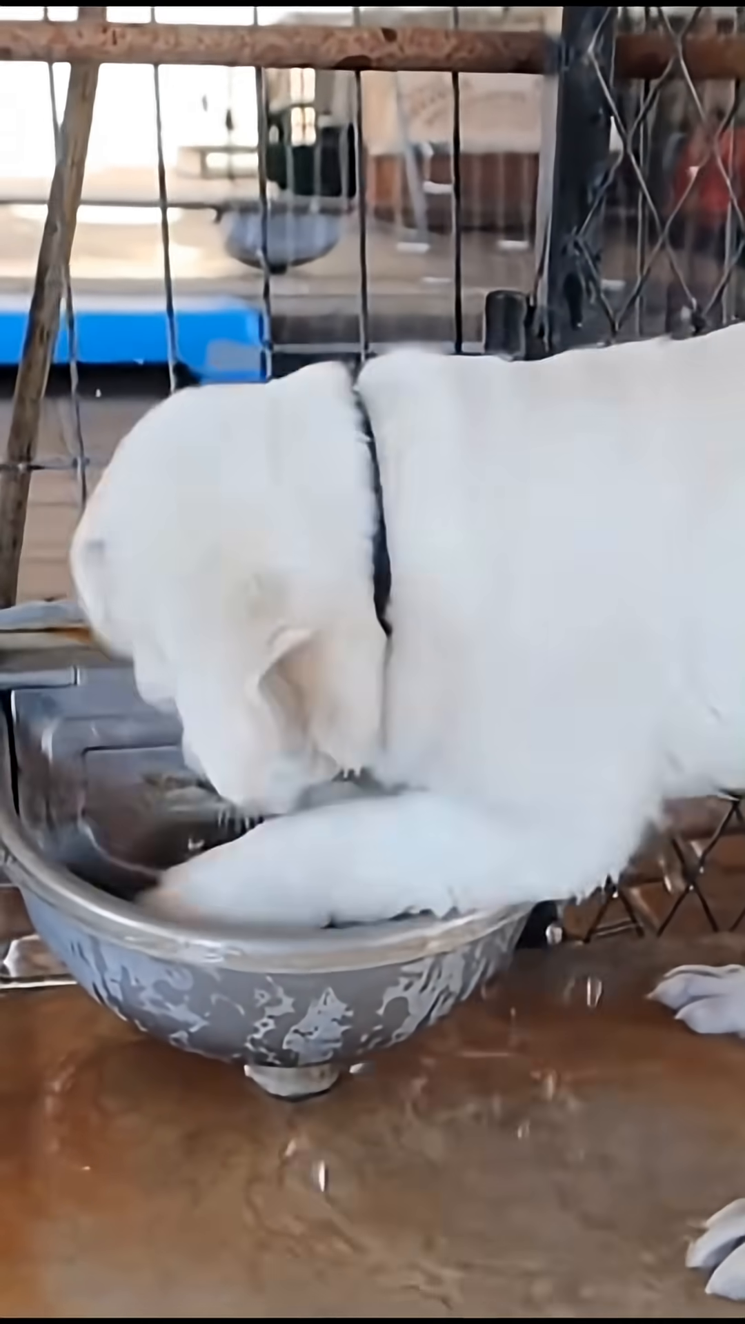 A white dog is drinking water from a bowl, splashing water.