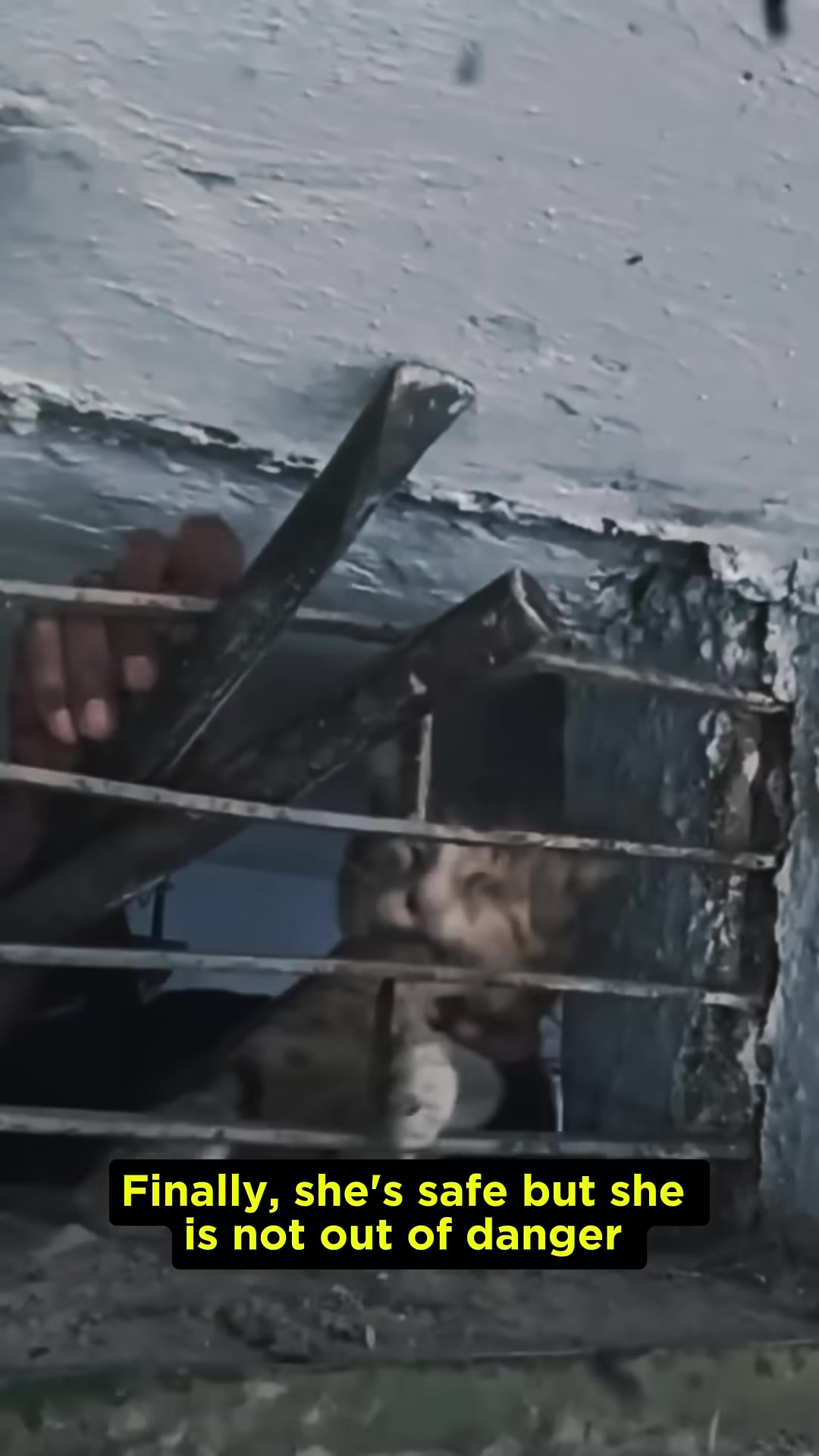 The cat, now free from the bars, lies on a rough surface, looking weak but alive.