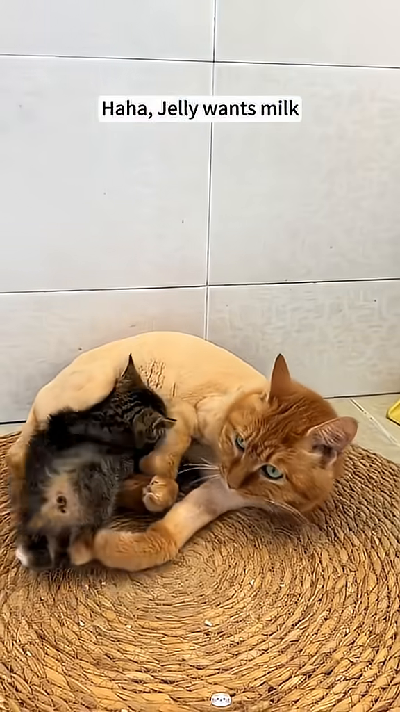 A kitten nurses from its mother cat.