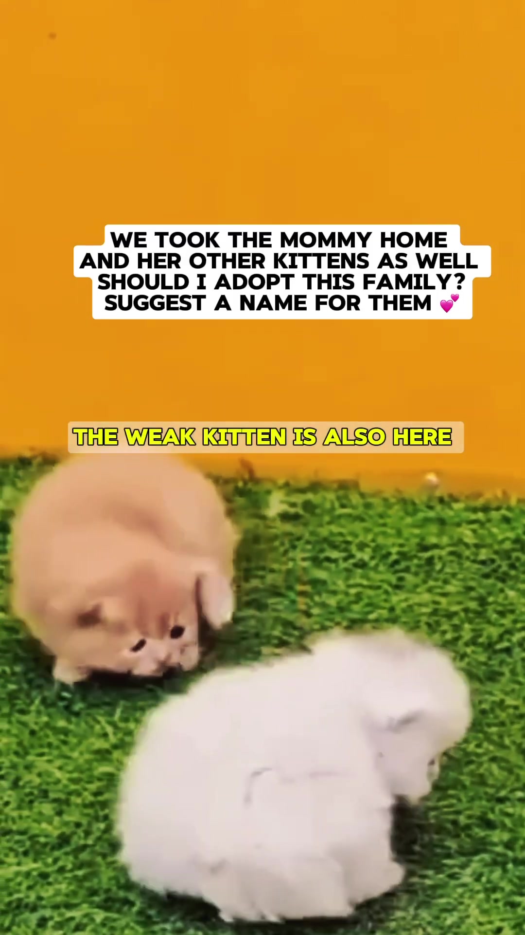 Playful kittens, including the once-weak one, now healthy and active on green grass.