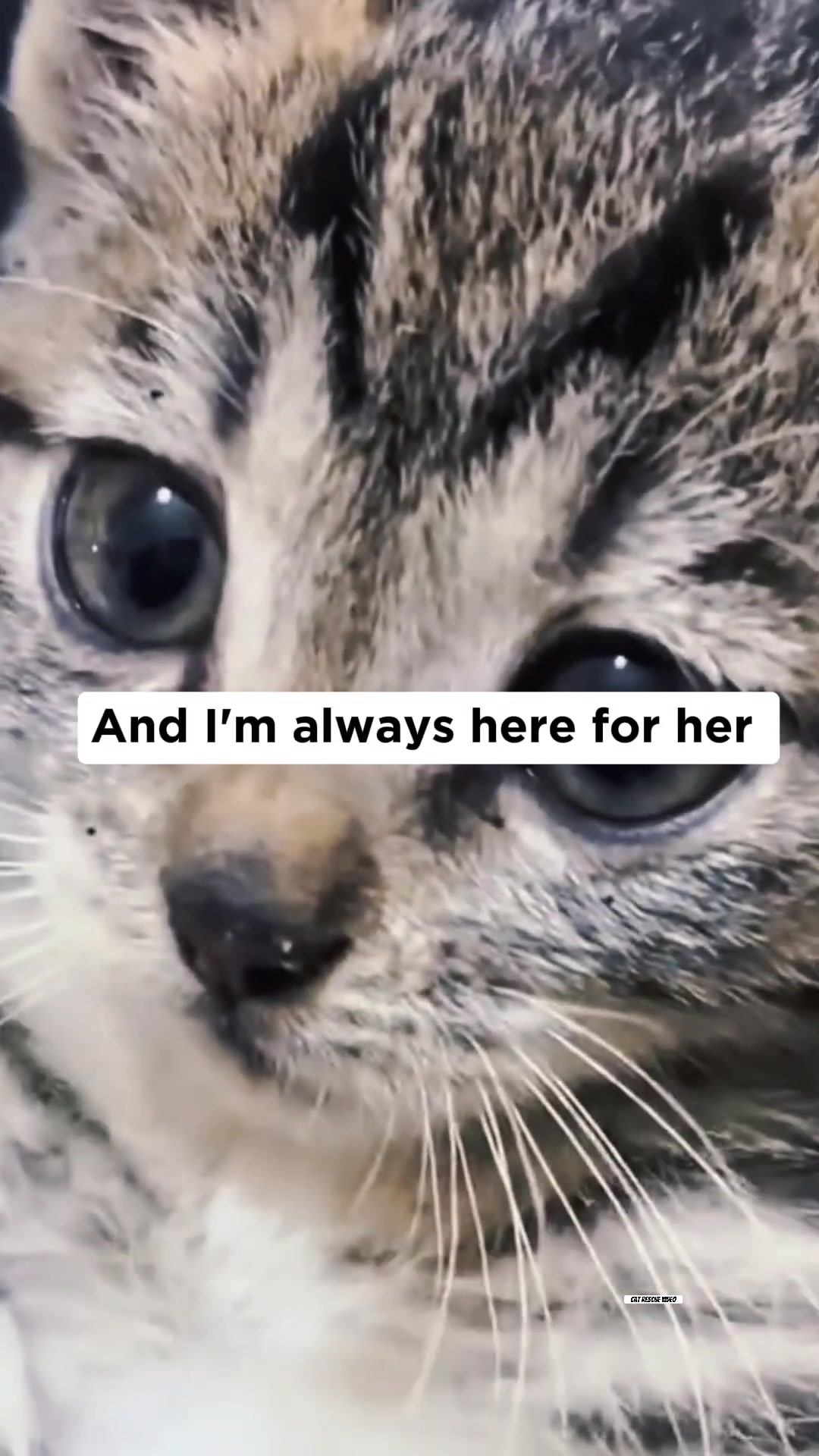 A close-up of a kitten's face, looking alert and curious, with a hand gently petting her.