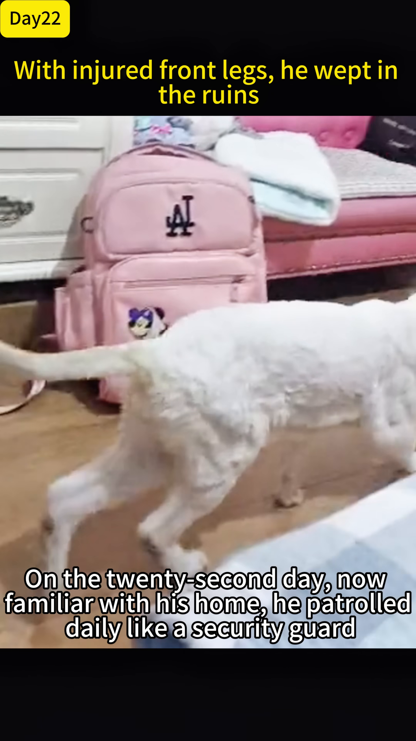 The cat walks confidently through the home, exploring his territory.