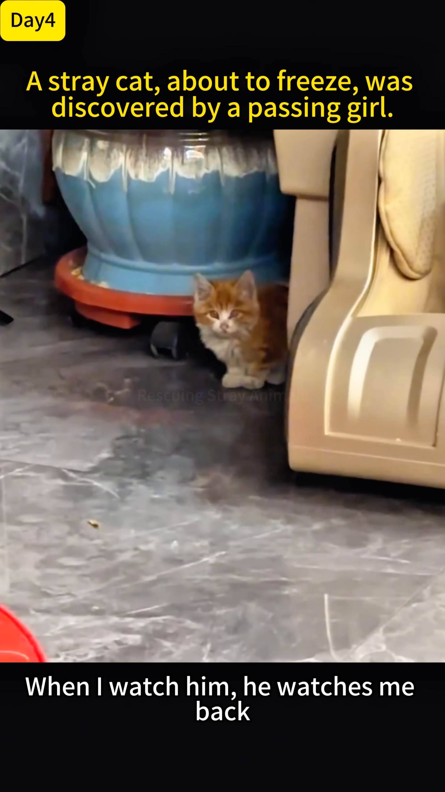 A kitten looking directly at the camera with curious eyes, sitting comfortably.