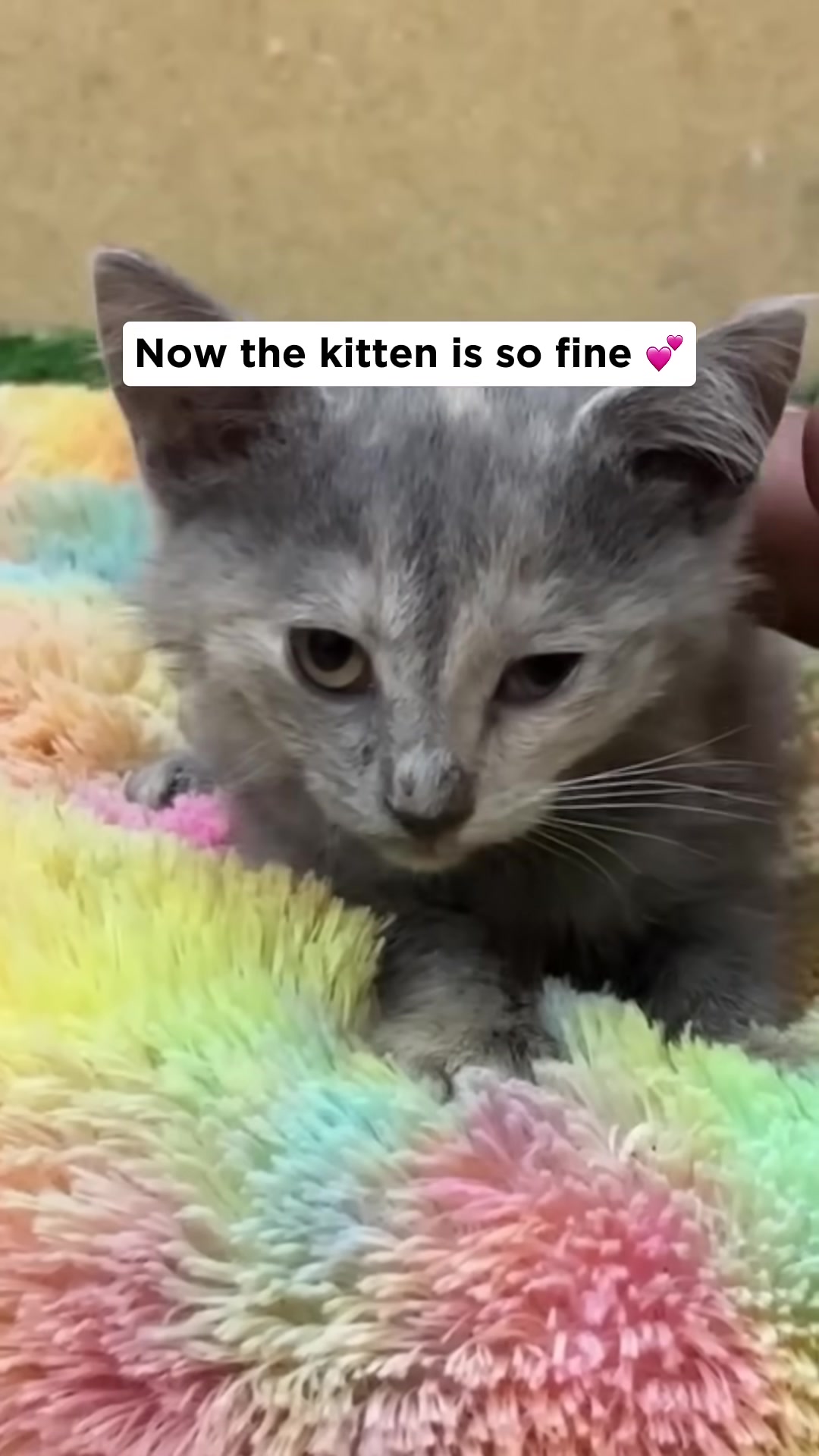 A healthy-looking grey kitten resting comfortably on a colorful blanket, looking alert.