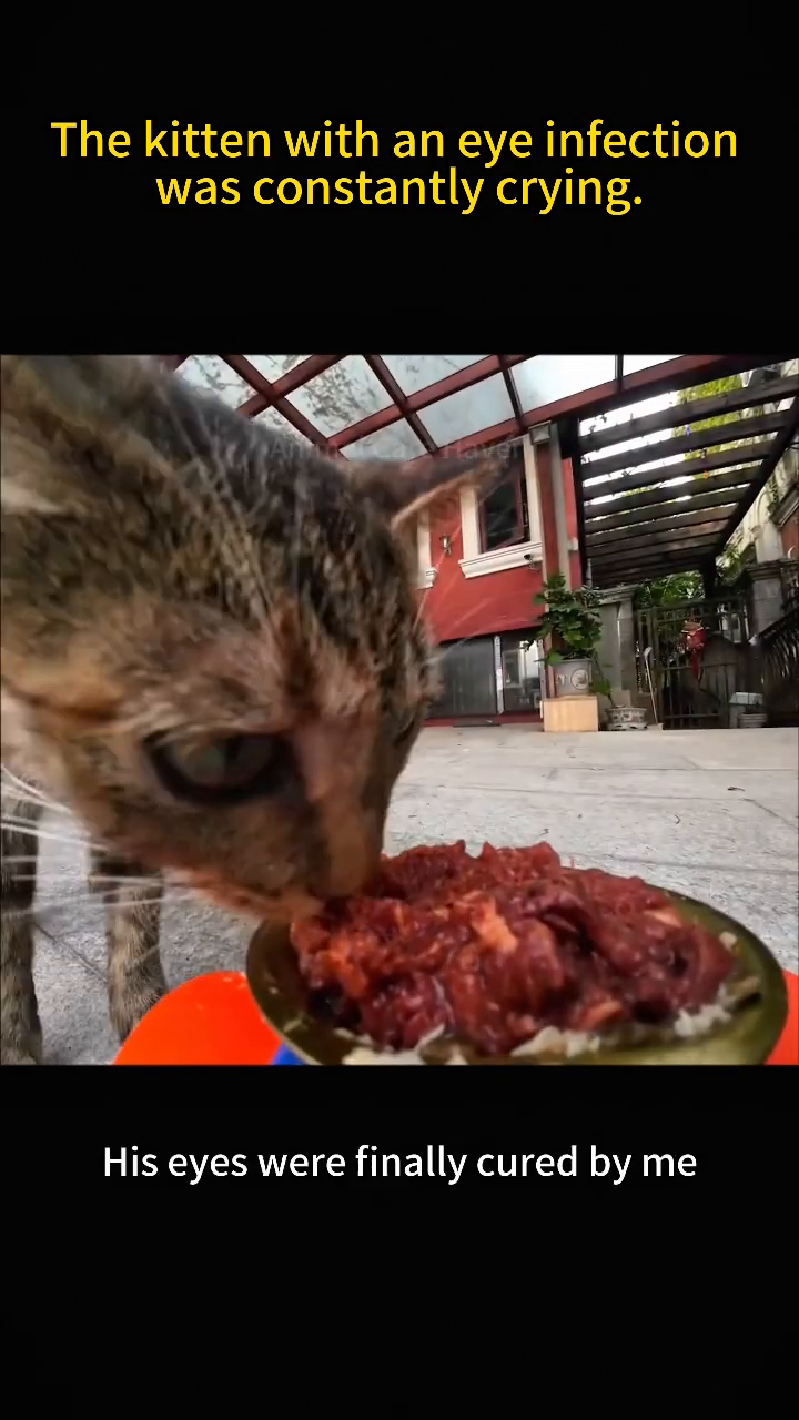A close-up of the kitten's face, its eyes now clear and bright, looking healthy and happy.