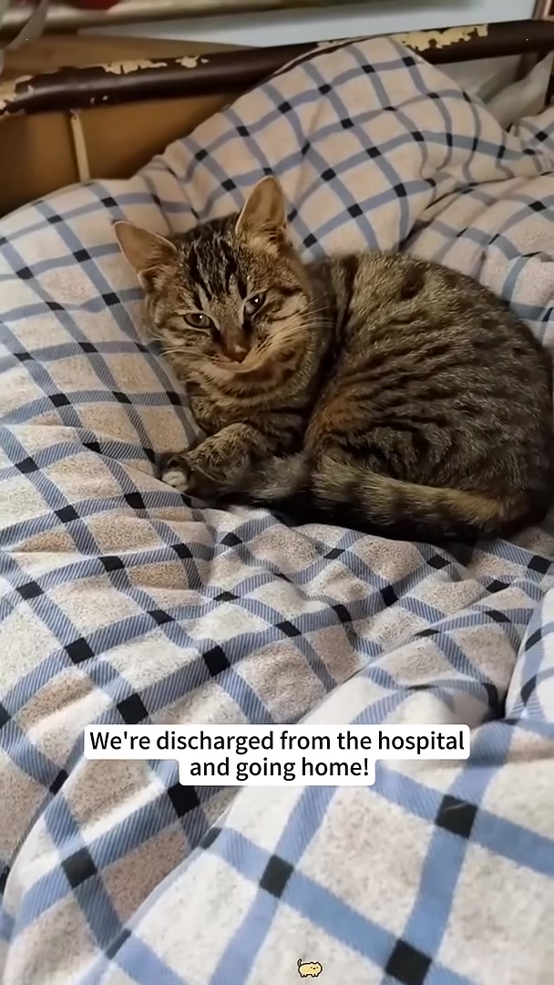 A cat resting comfortably on a checkered blanket, ready to go home.