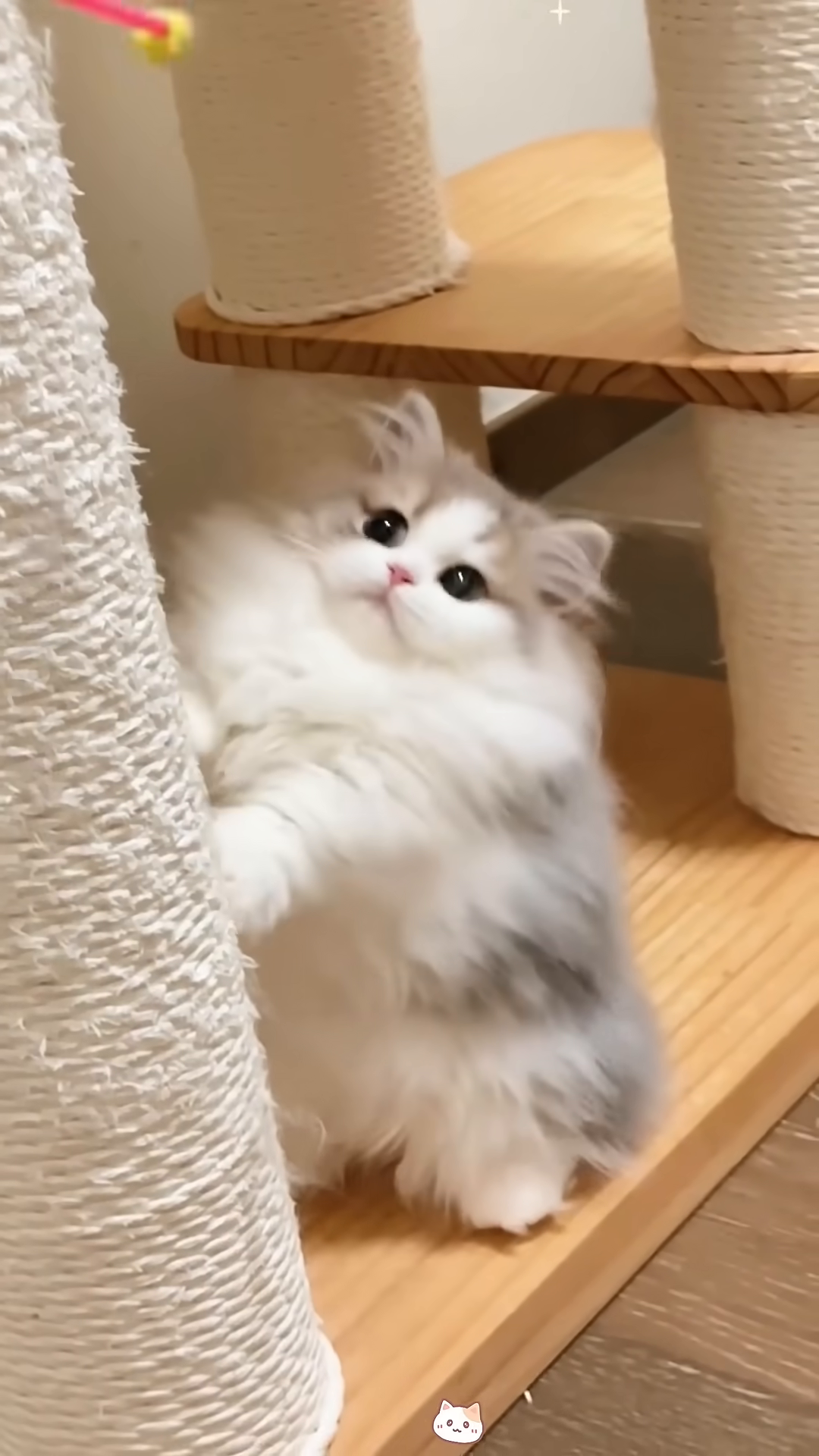 A fluffy kitten is lying on a scratching post, looking adorable.