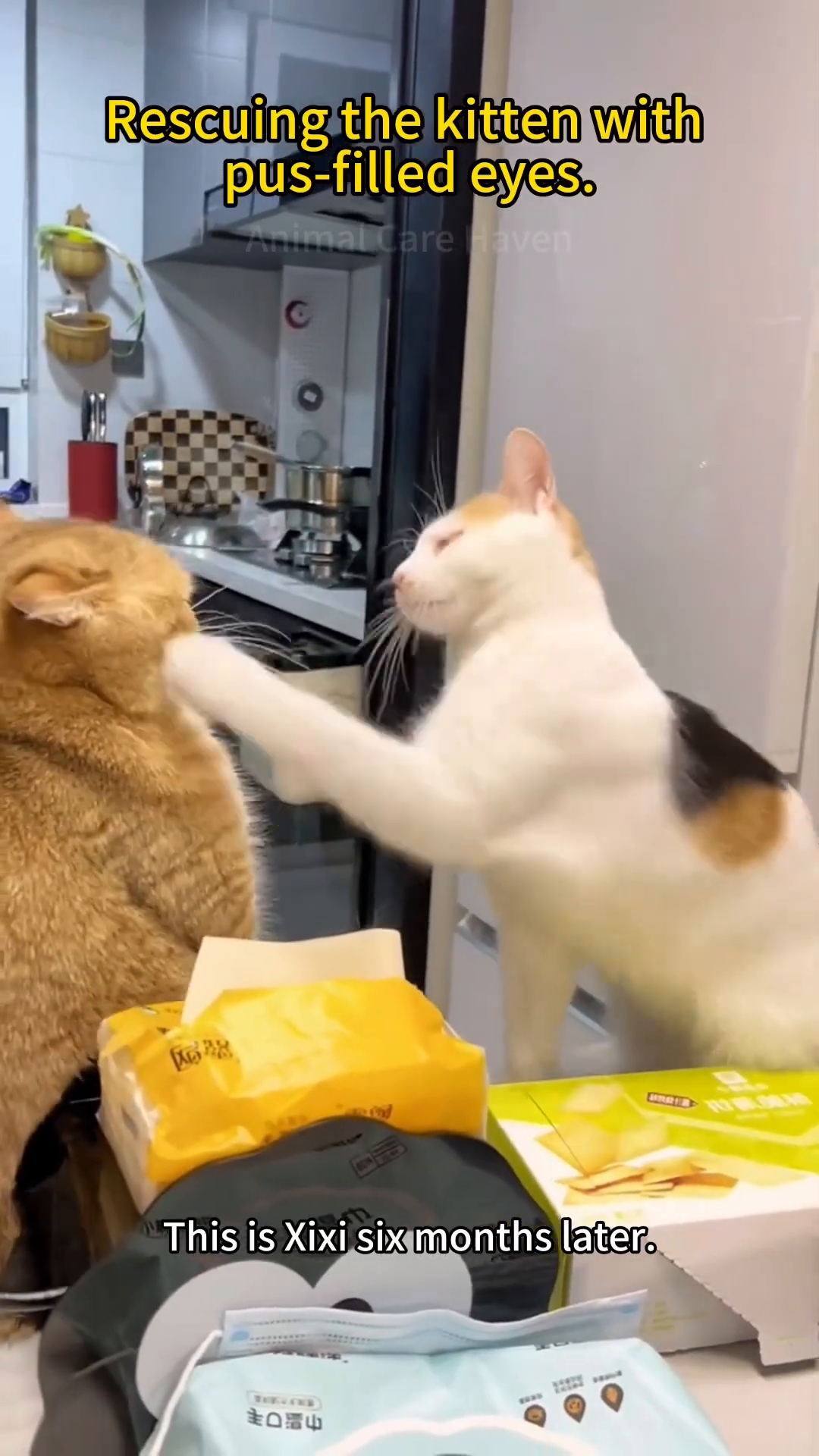 Two cats, one golden and one calico, interacting playfully.