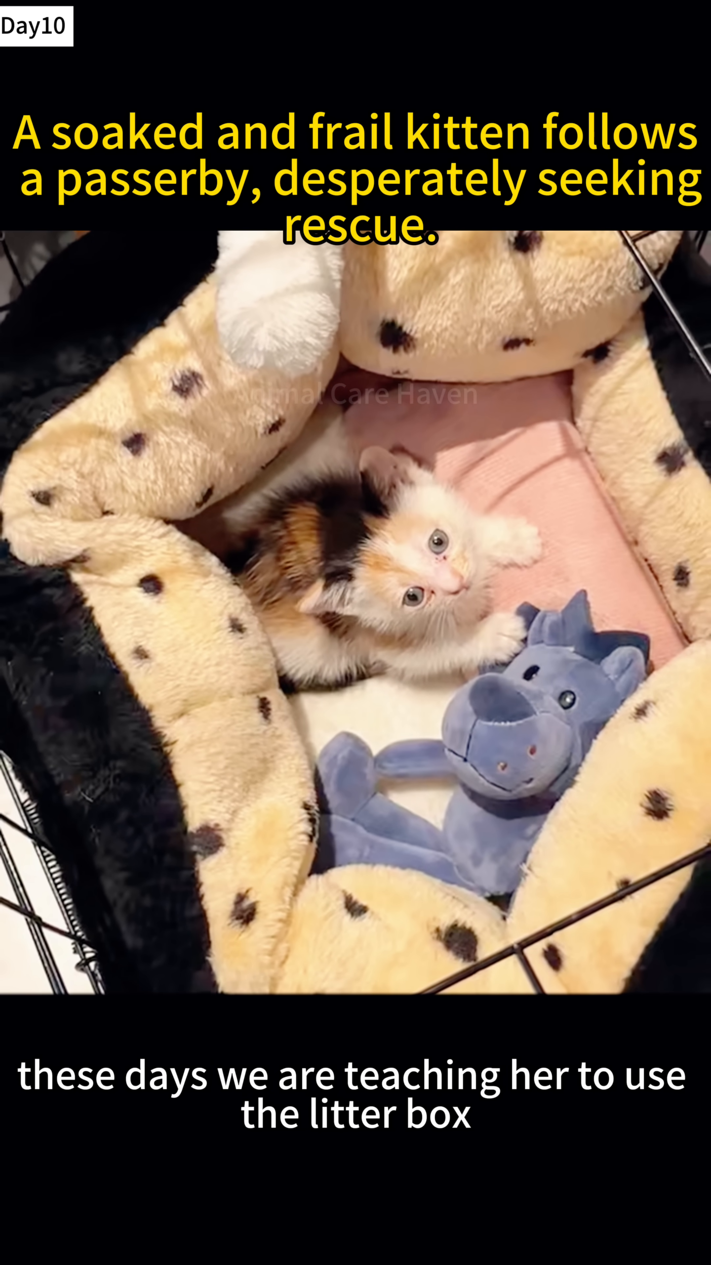 A tiny kitten is being guided into a litter box.