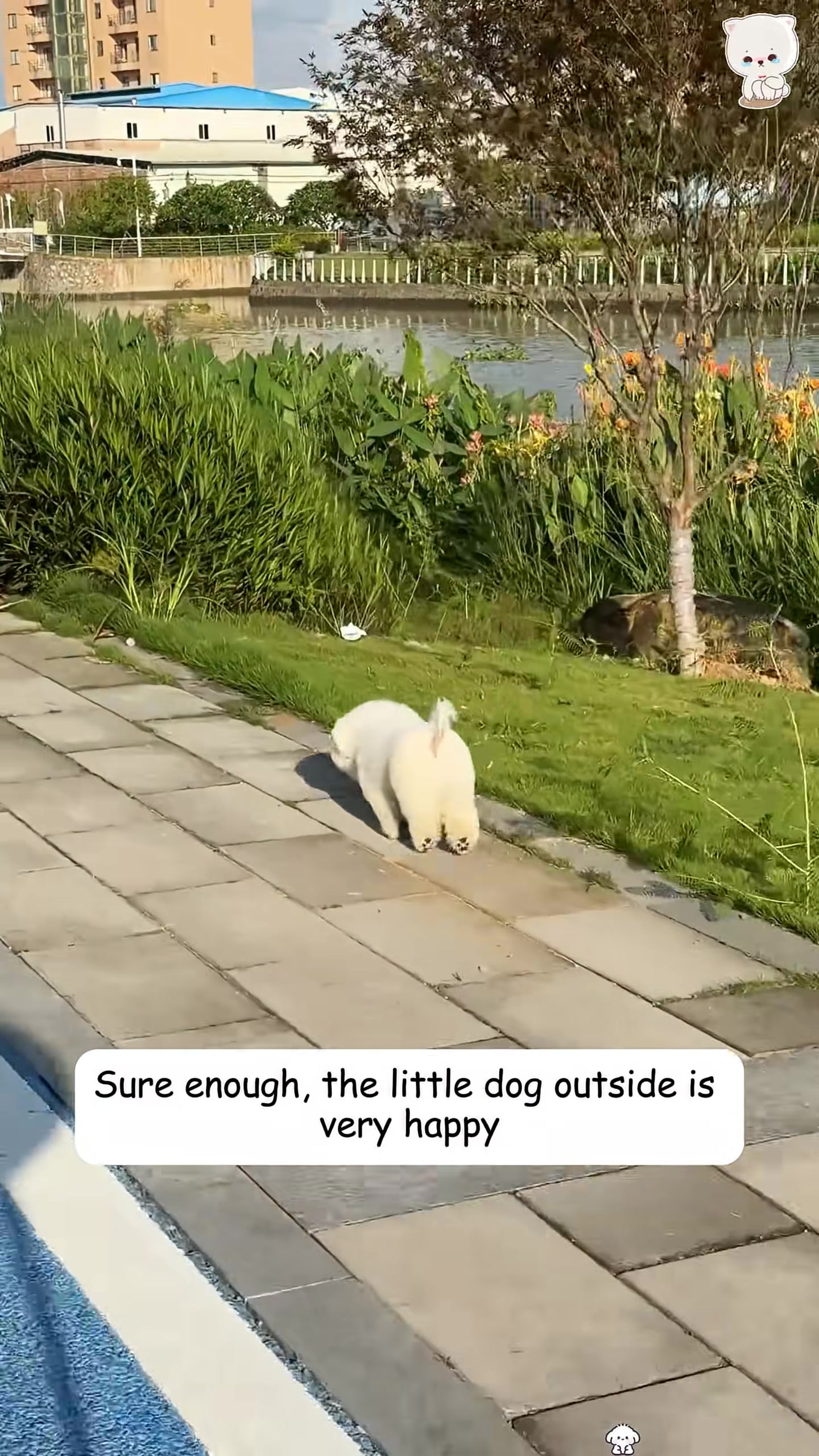 A happy white puppy runs on a paved path next to a grassy area and a body of water.