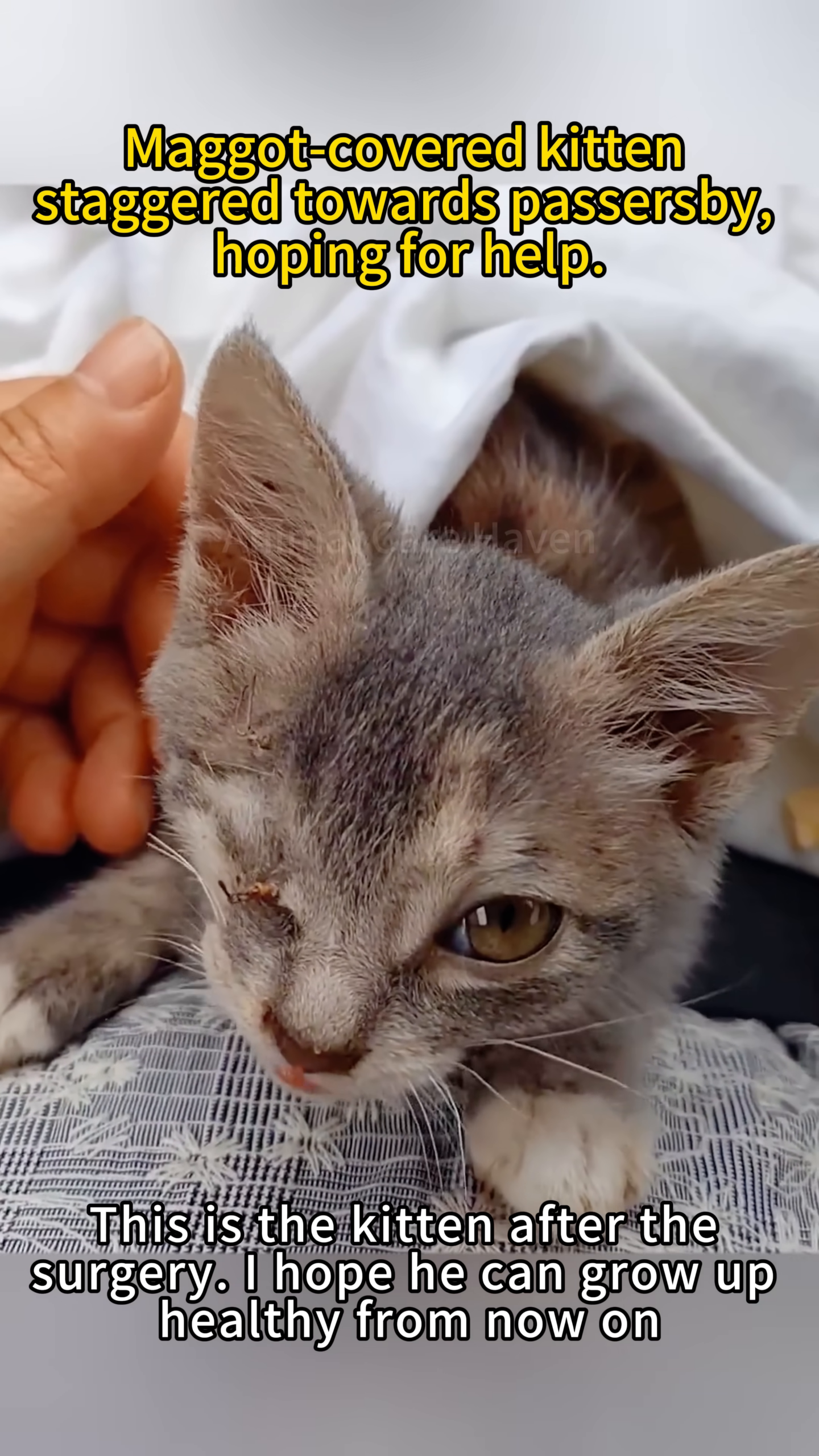 The kitten, post-surgery, looking much healthier and being gently petted.