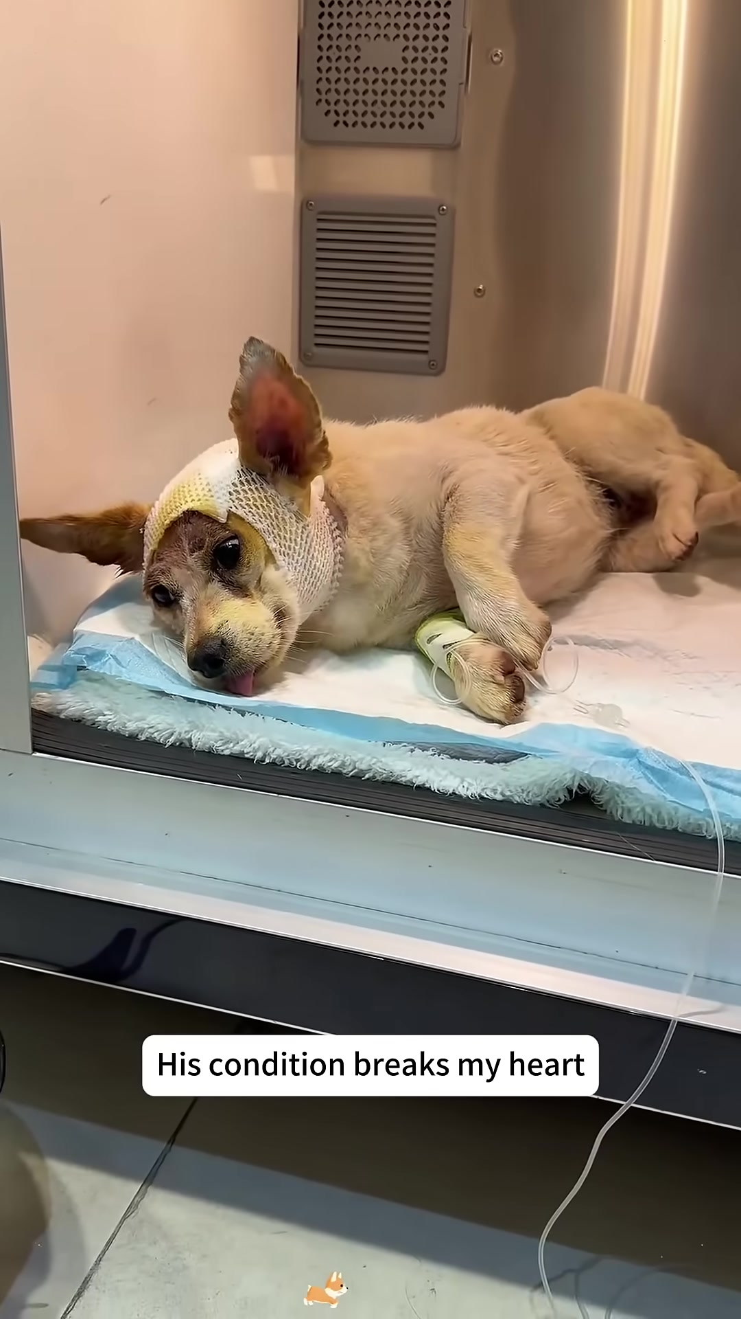 A puppy lies in a recovery enclosure, bandaged and looking weak, with a cone around its neck.