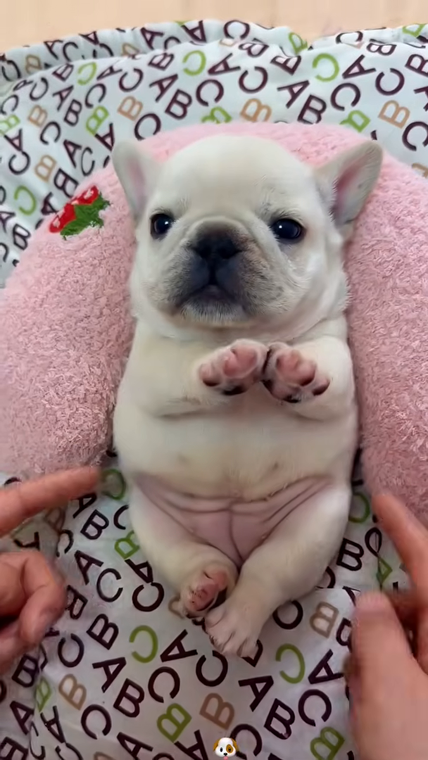 A cute puppy lies on its back, being gently petted, looking content and loved.