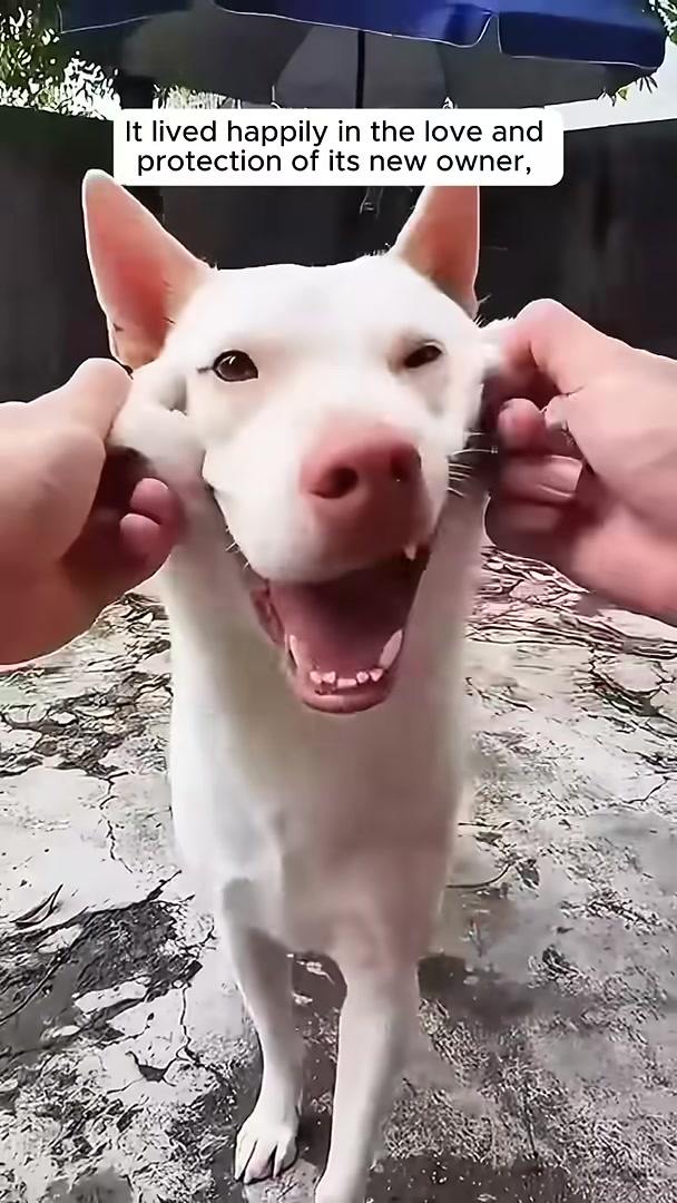 A man gently strokes the face of a happy white dog.