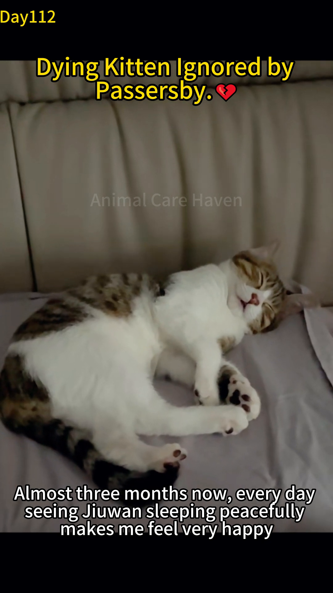 A contented cat sleeps peacefully in a soft, pink cat bed, looking healthy and cherished.