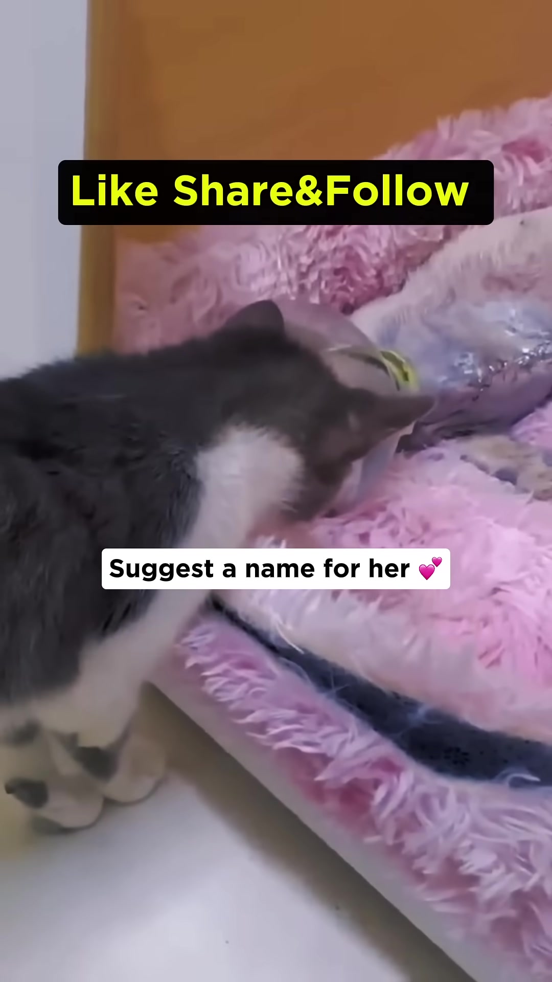 A hand gently pets the head of a grey and white cat, while the injured cat rests nearby.