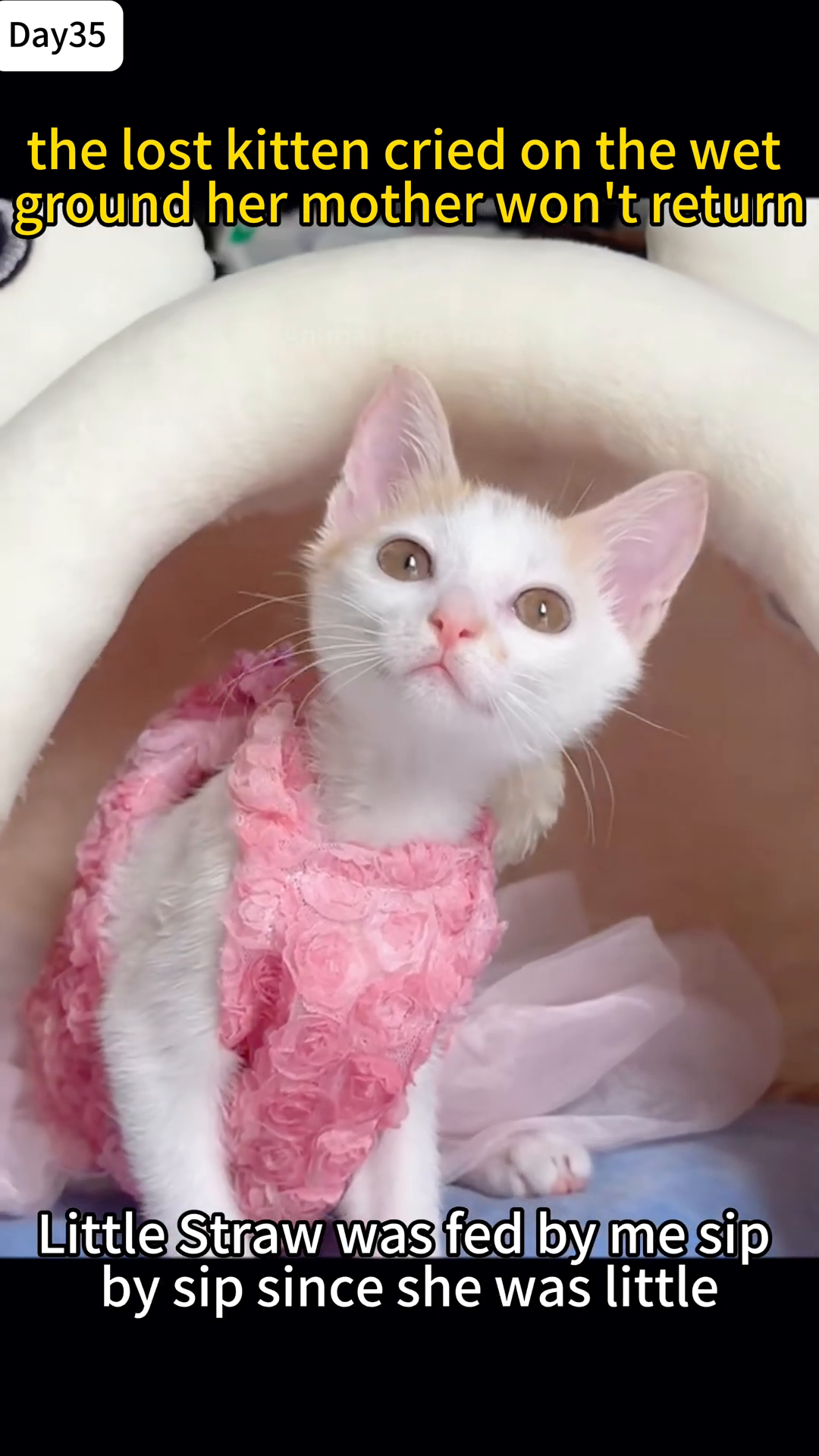 A white and orange kitten wearing a pink ruffled dress looks up with bright eyes, sitting in a plush bed.