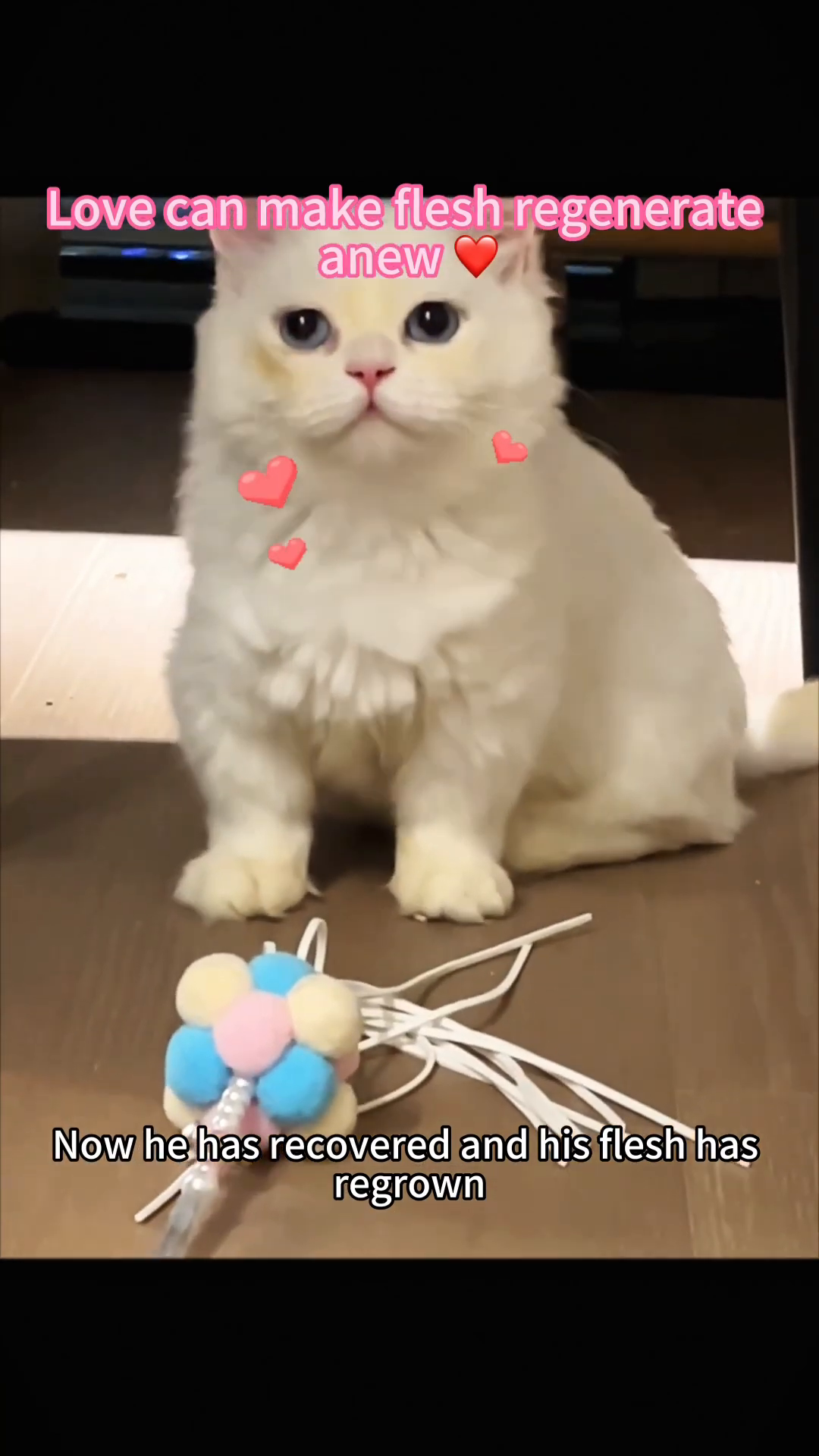 The cat playfully interacts with a toy, looking full of life and energy.