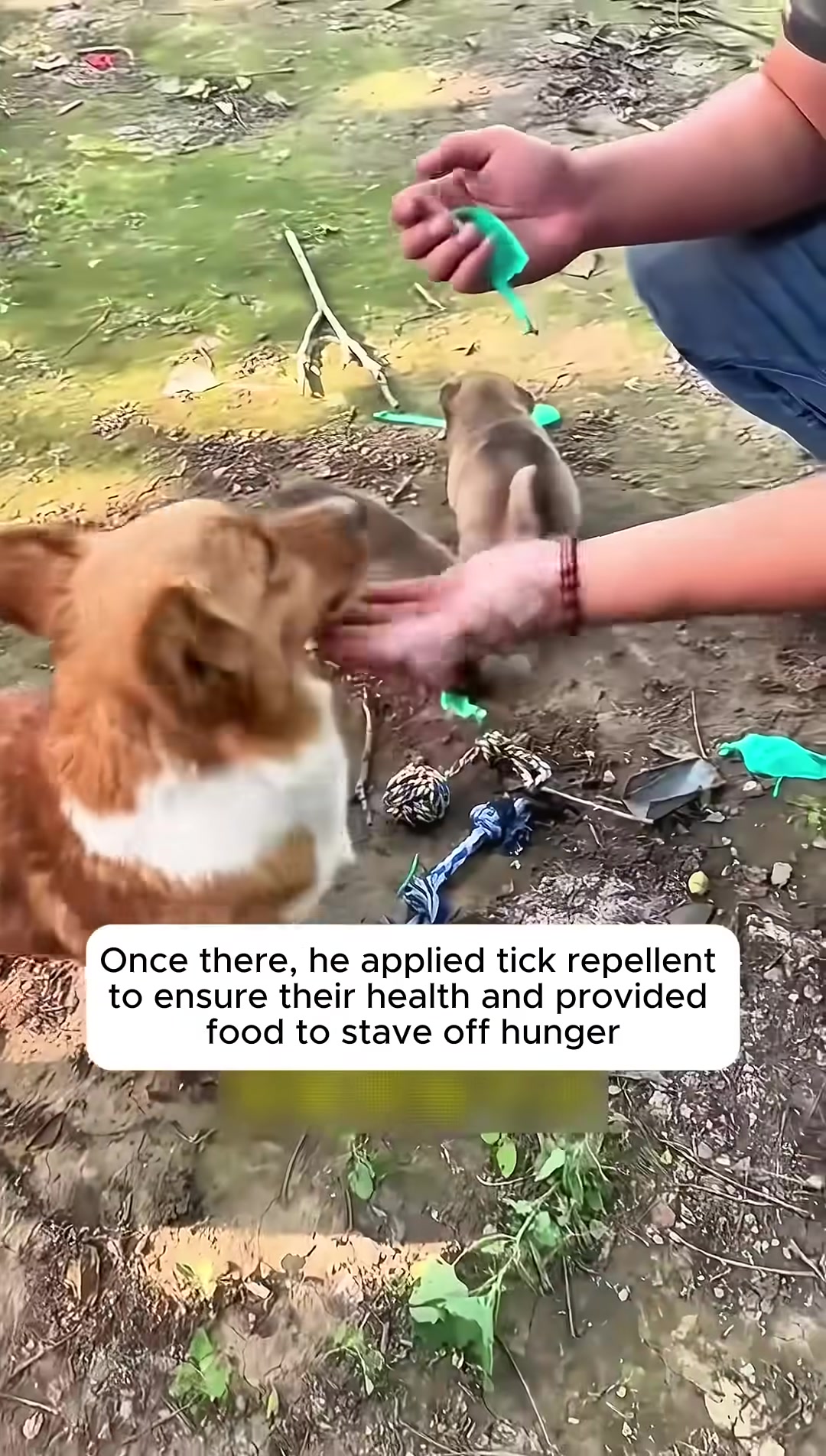 A man lies in a hammock surrounded by a corgi and her grown puppies.