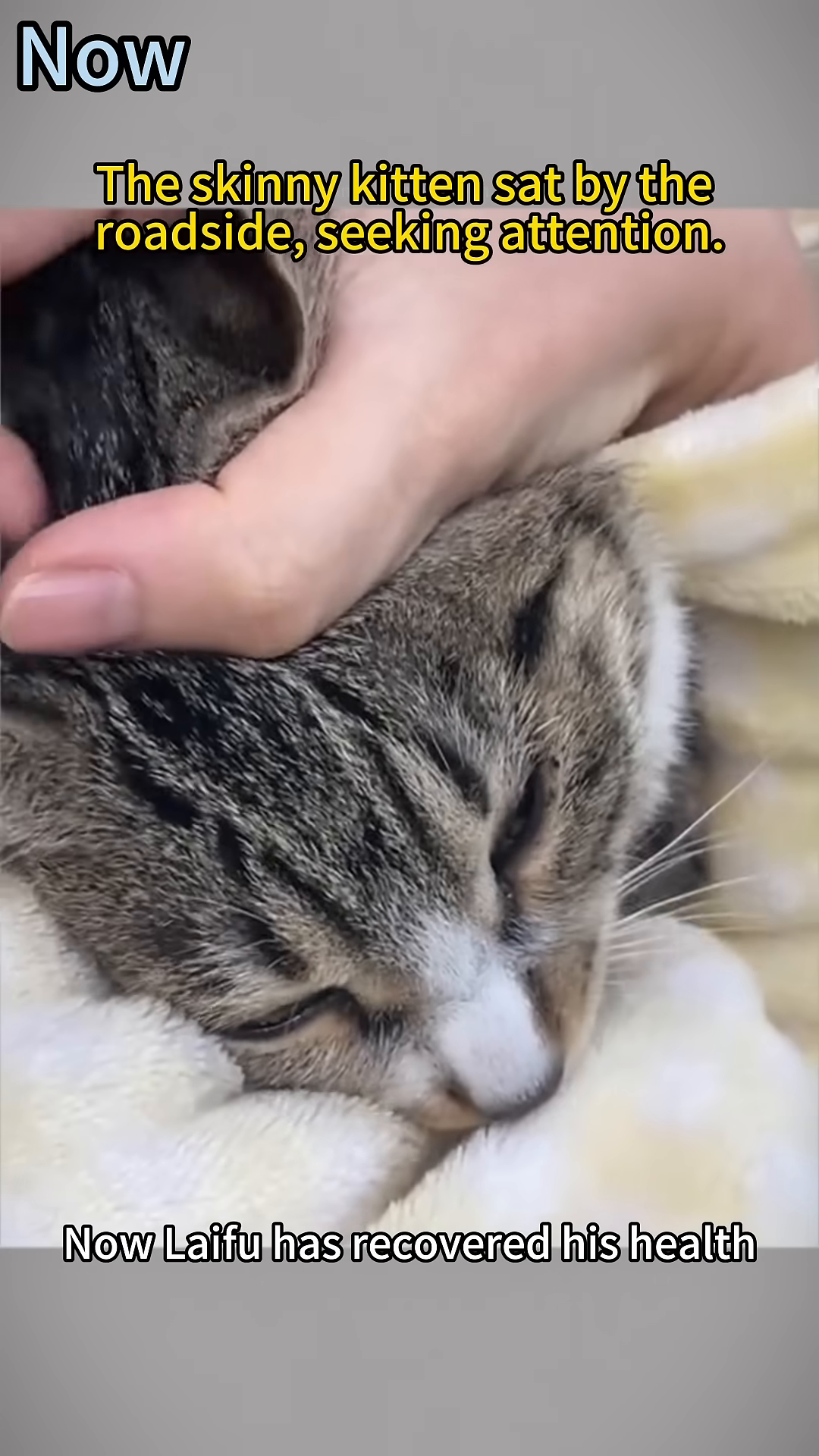 A close-up of a healthy tabby cat's face, eyes bright and alert, resting comfortably.