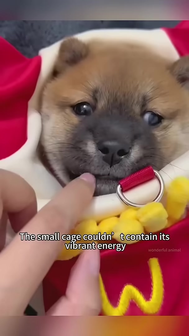 A puppy looking energetic and playful.