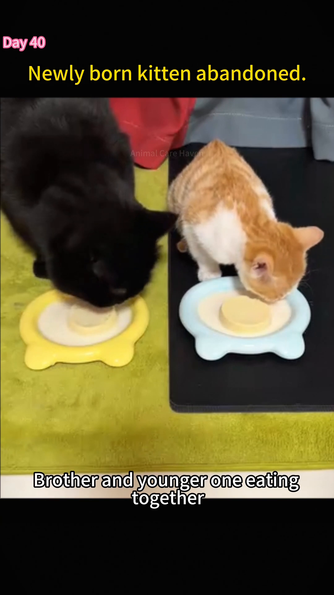 A black cat and an orange kitten are eating side-by-side from their own bowls.
