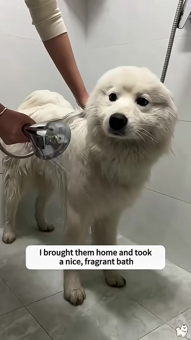 The mother dog nurses her adorable puppies.