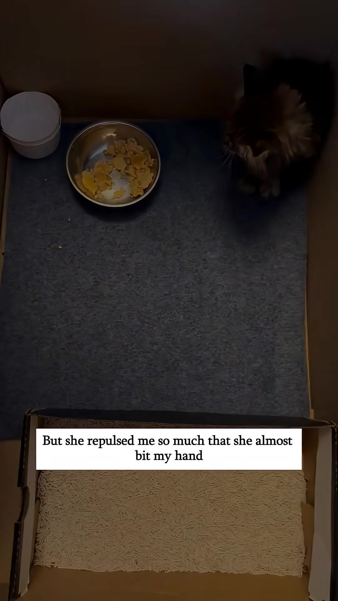 The kitten begins to eat from her bowl, showing a glimmer of trust.