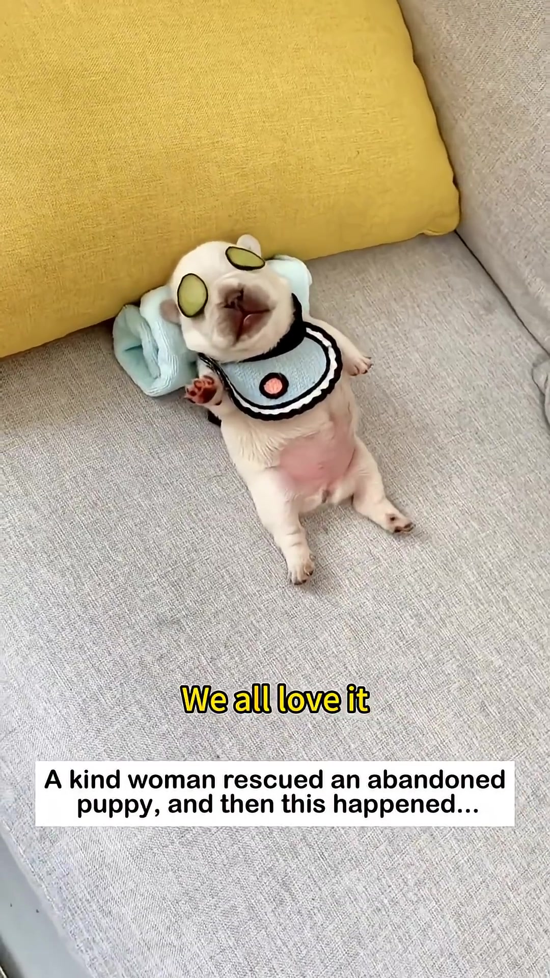 A puppy lying on its back on a couch with cucumber slices over its eyes and a bib around its neck.