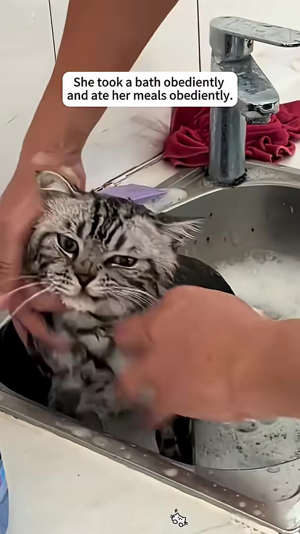 A wet cat with soapy fur looks up from a sink while being bathed.