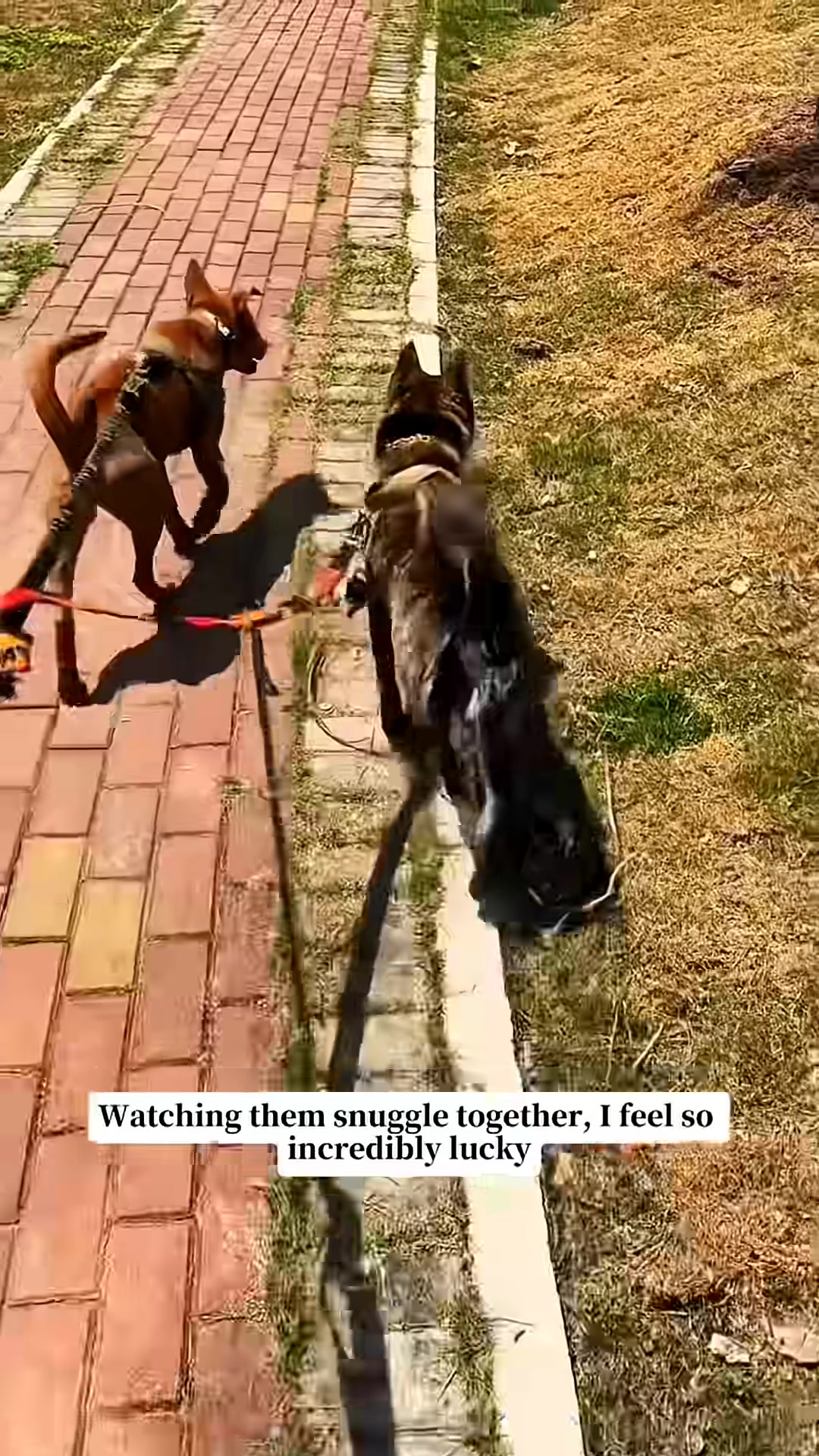 Two dogs are walking together on a path, appearing to be companions.