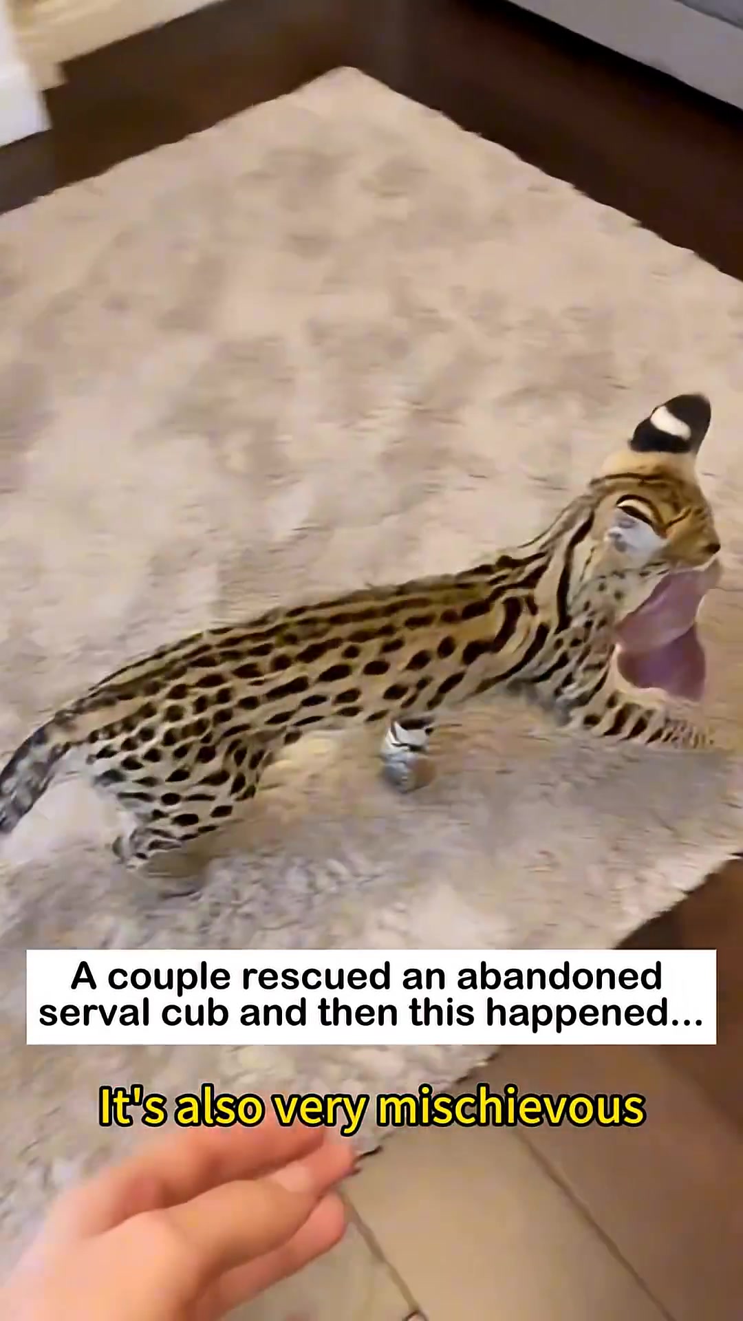 The serval cub is caught in a mischievous moment, perhaps with food.