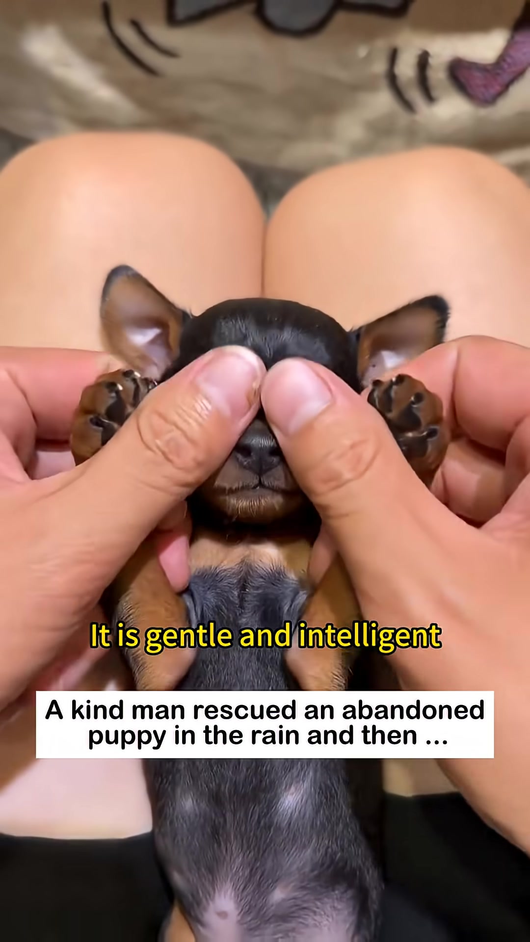 A person gently holds a puppy, which looks up with intelligent eyes.