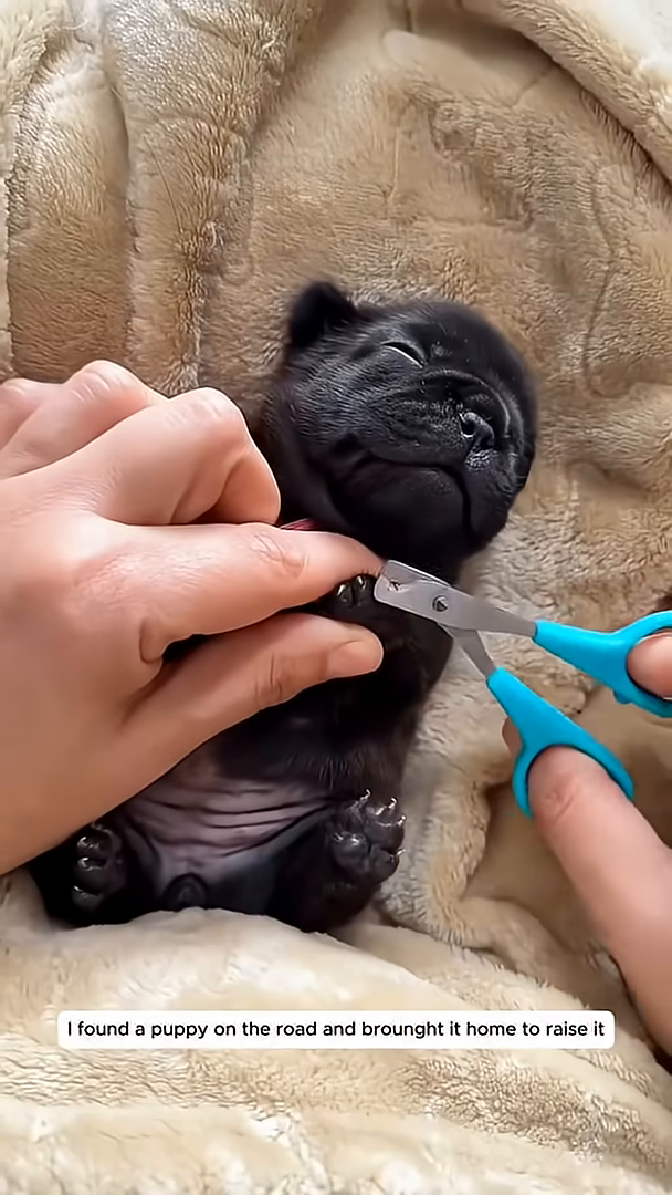 A person is carefully trimming a puppy's nails with small scissors.