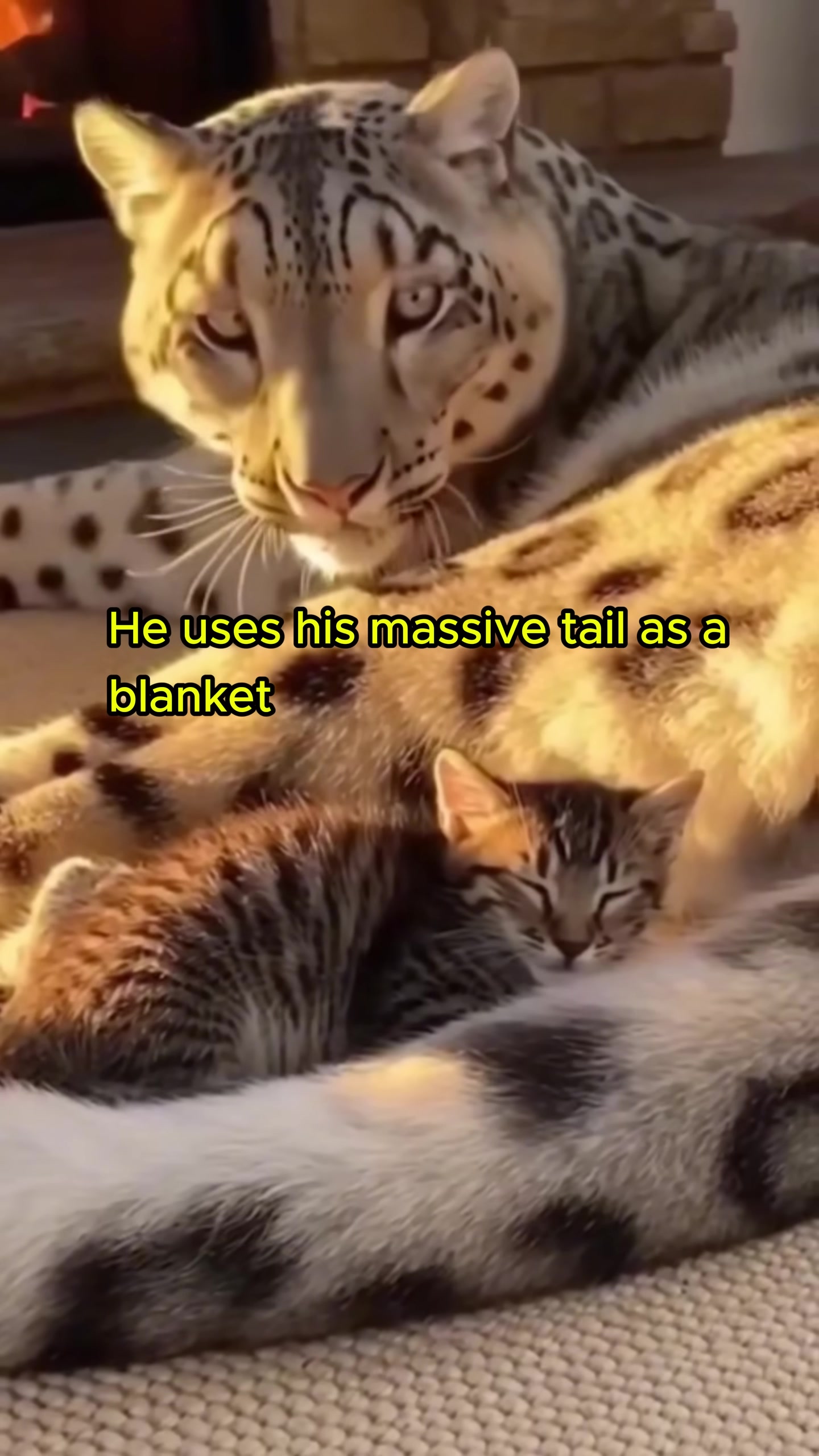 The snow leopard cub sleeps soundly, using its large tail as a blanket for its mother cat.