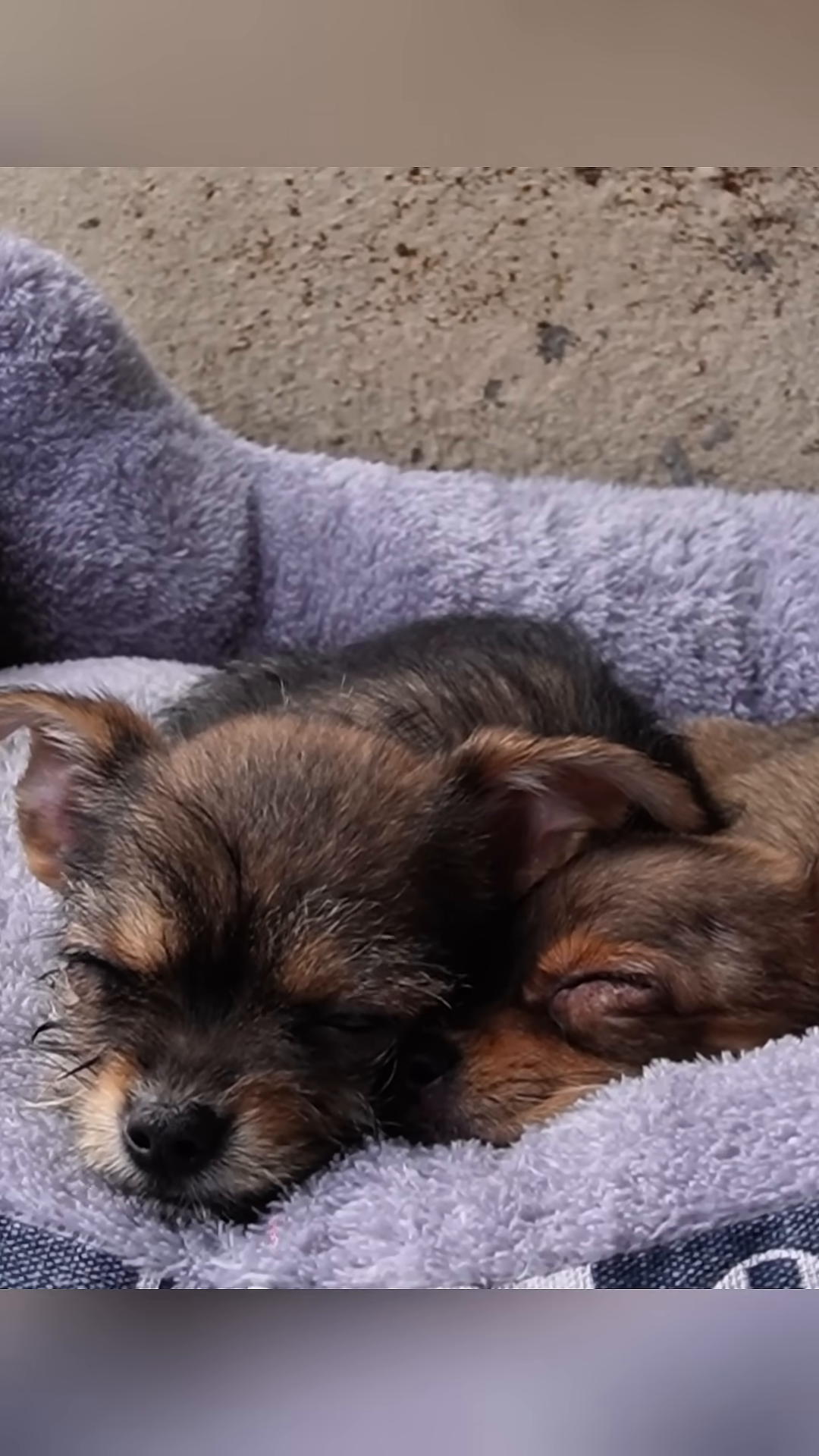 The two puppies are sleeping soundly, snuggled together in a soft bed.