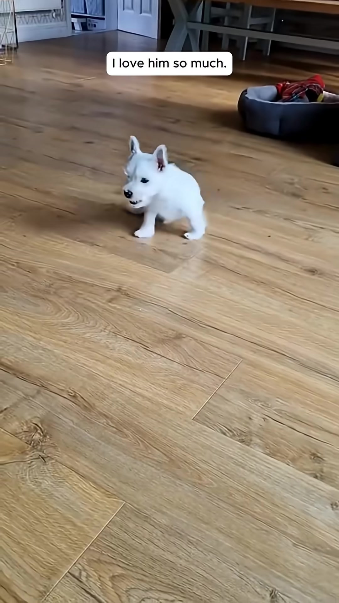 The puppy playfully rolls on its back, enjoying belly rubs.