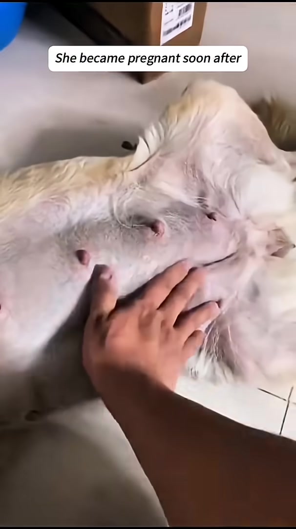A close-up of a pregnant dog's belly, showing the signs of new life.